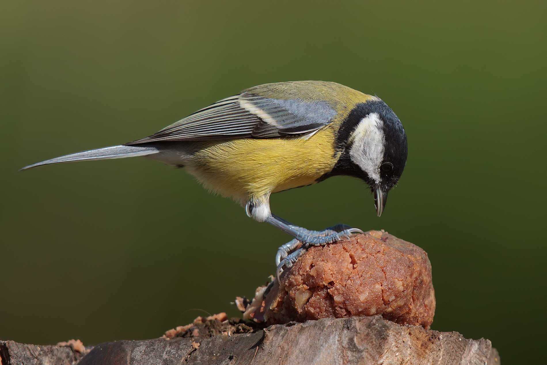 The meal of the Tit ...