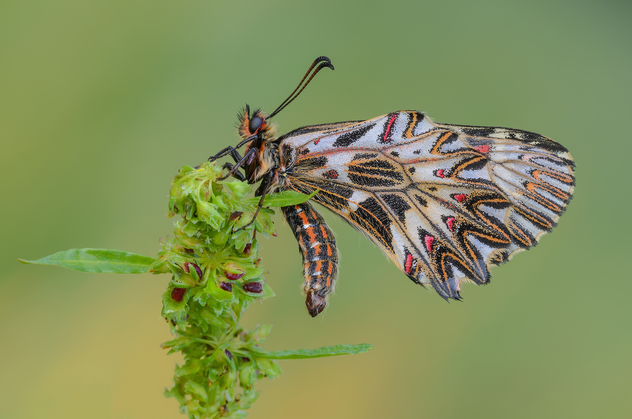 Zerynthia polyxena (Schiffermller 1775)
