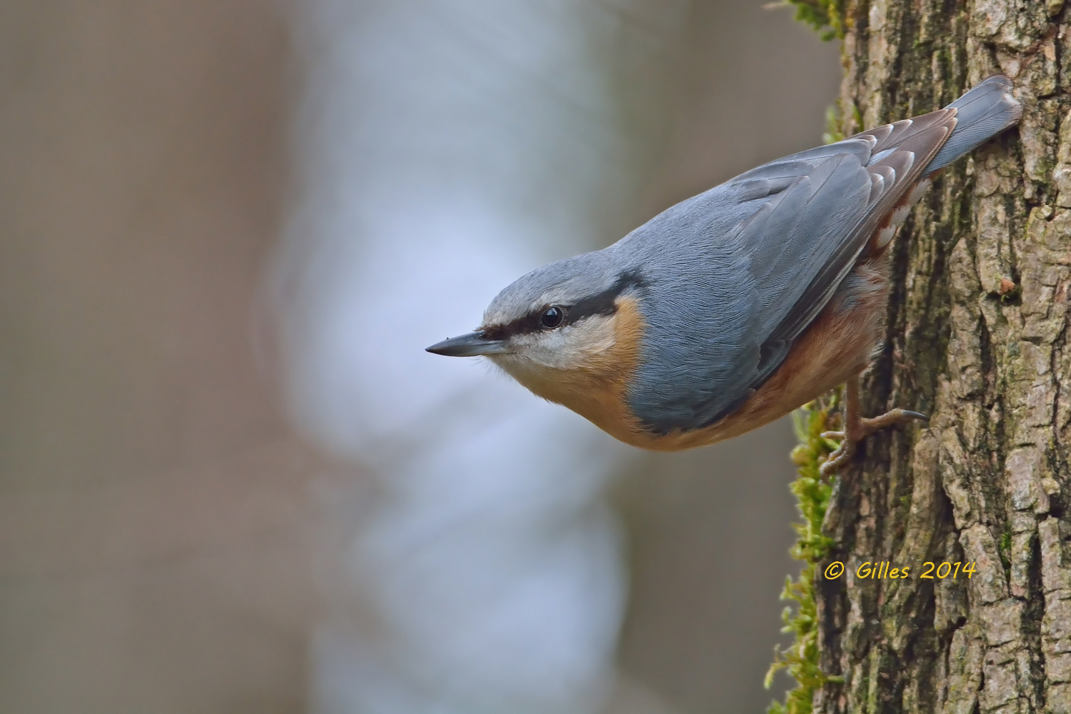 Nuthatch (Sitta europaea)