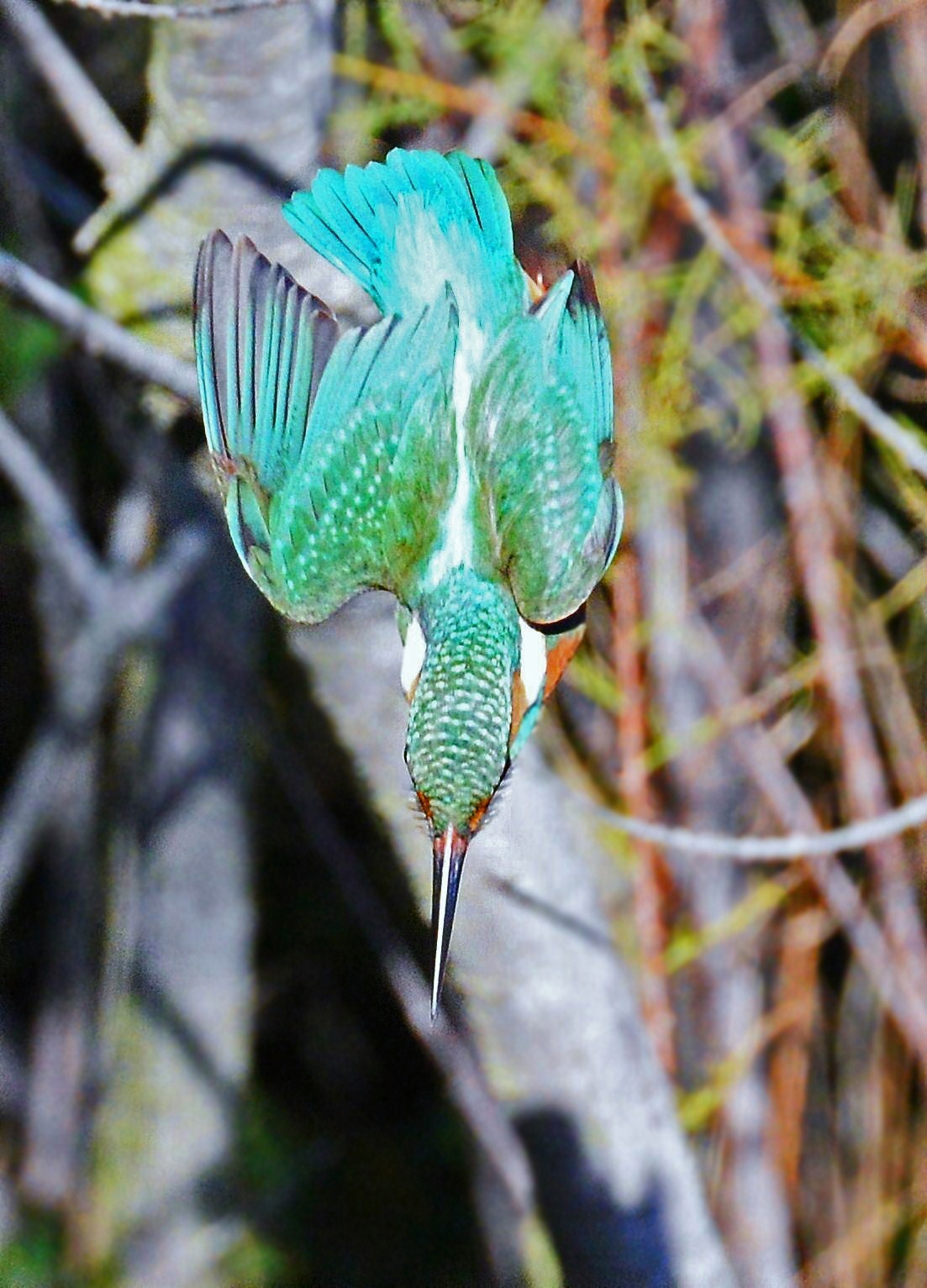Martin Pescatore in volo