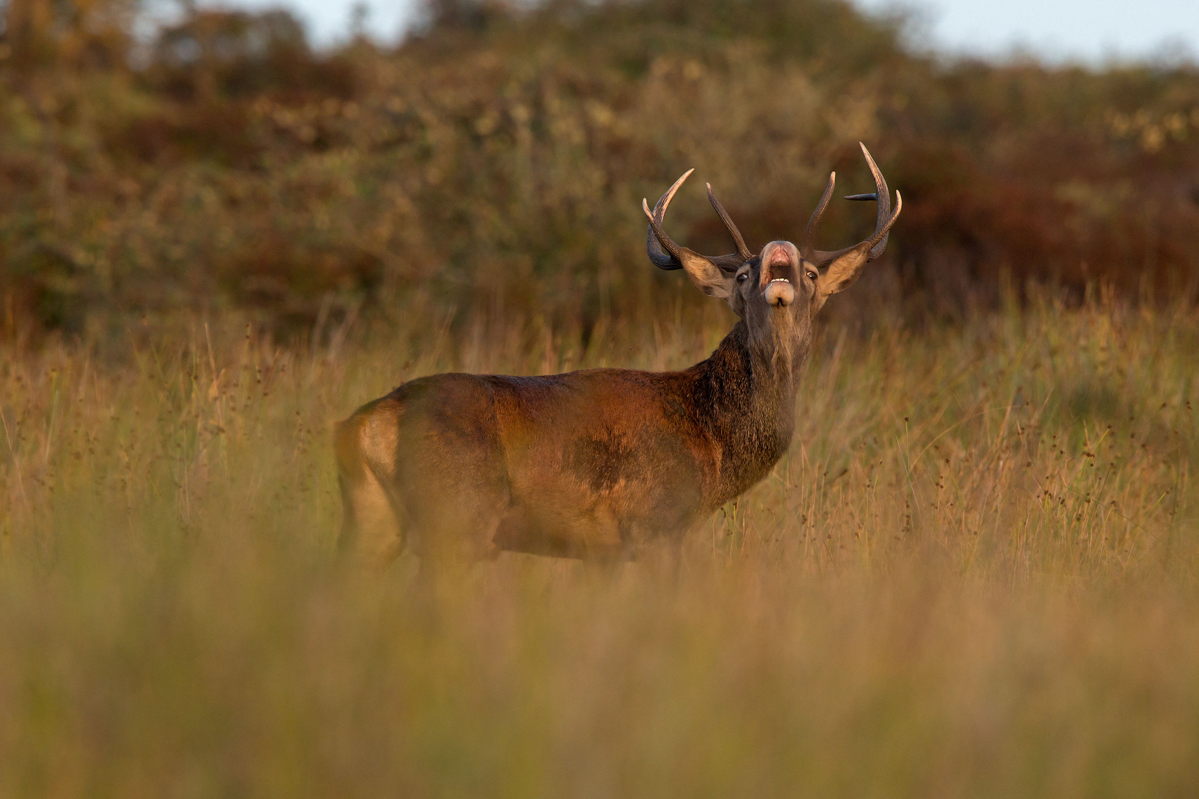 flehmen -maschio campione di cervo sardo-
