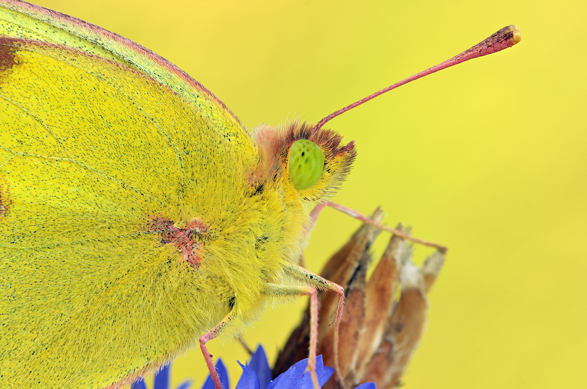 Colias hyale