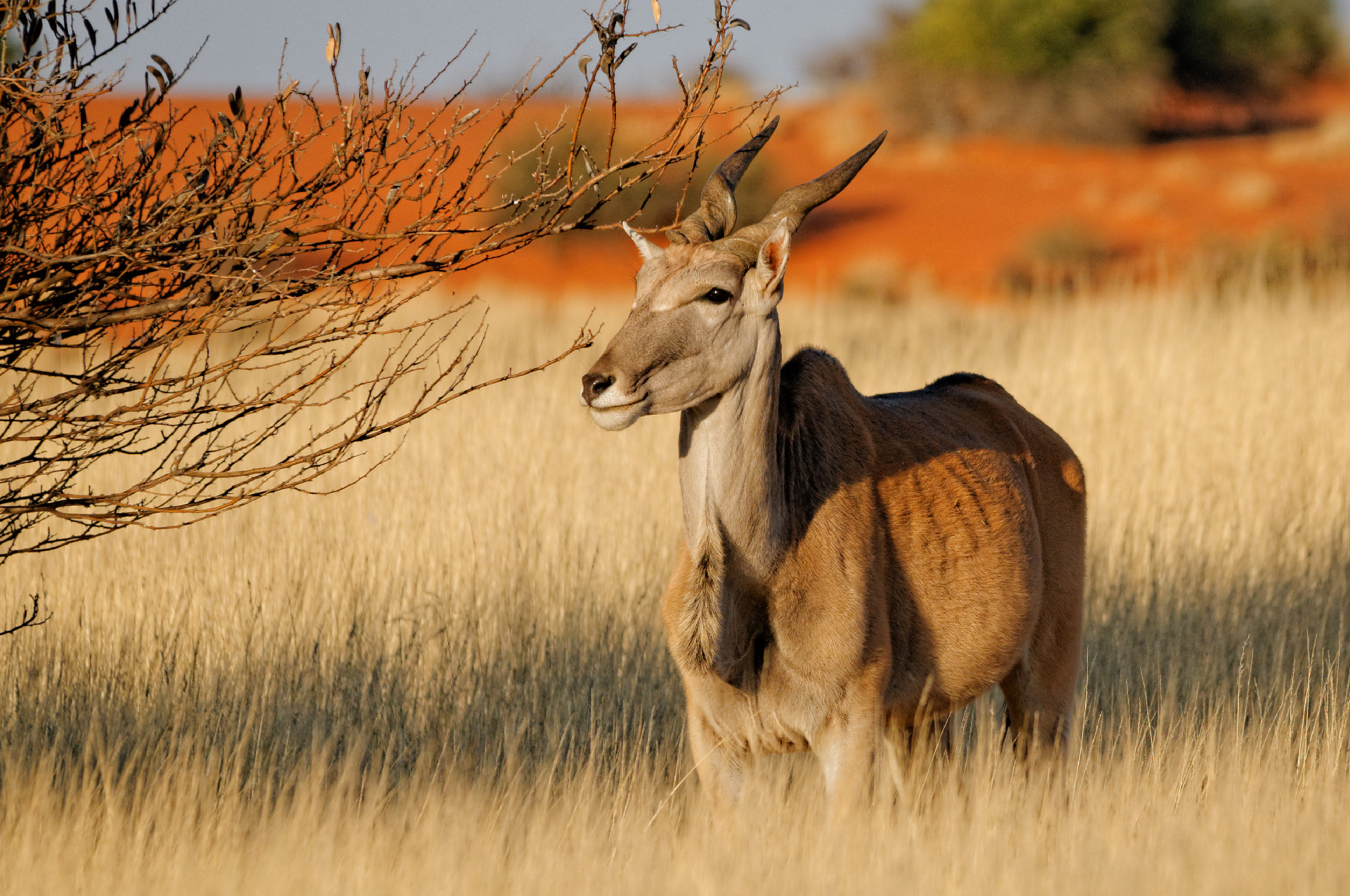 Eland tra le dune del Kalahari