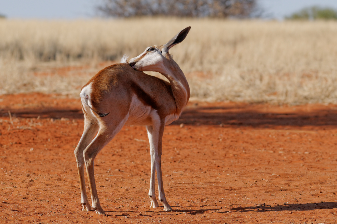 Femmina di Springbok