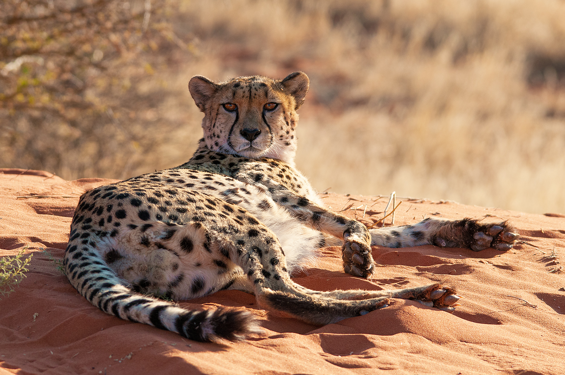 Giovane maschio di ghepardo