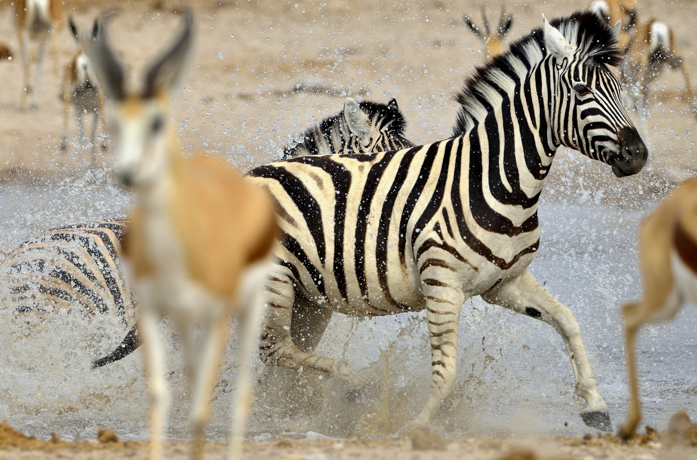 Etosha - Zebra