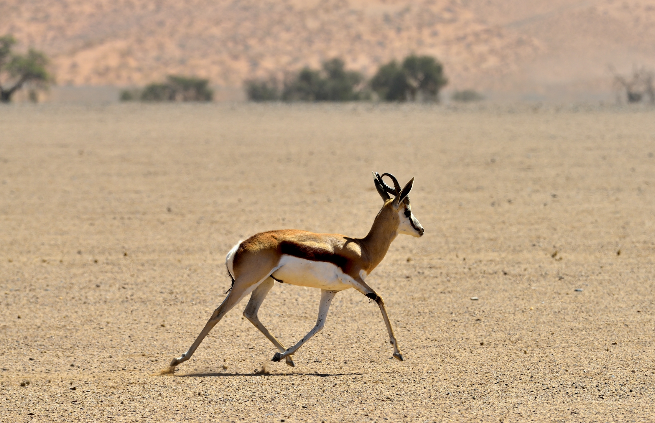 Deserto del Namib - Springbok