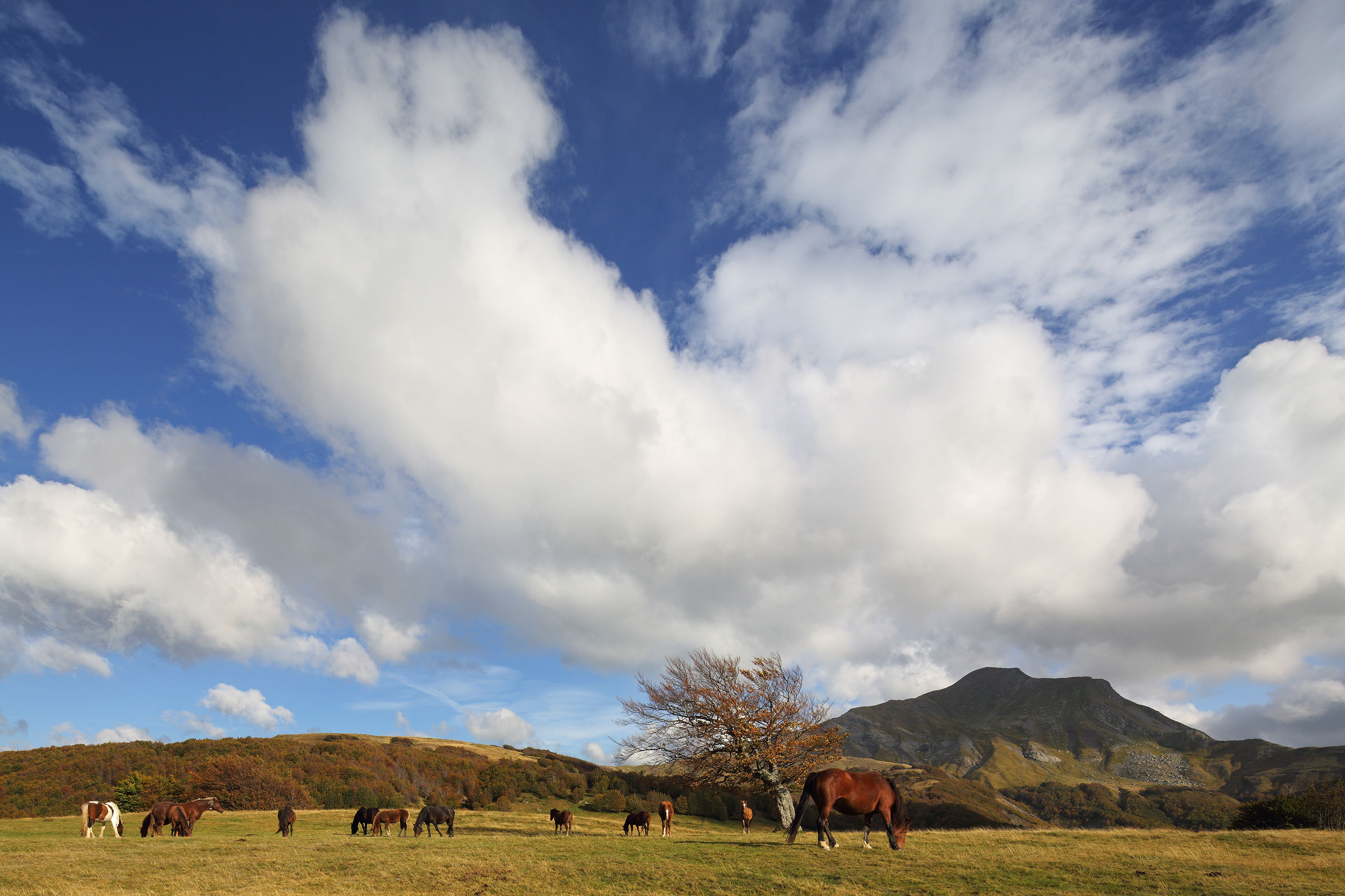 Horses Prati di Sara