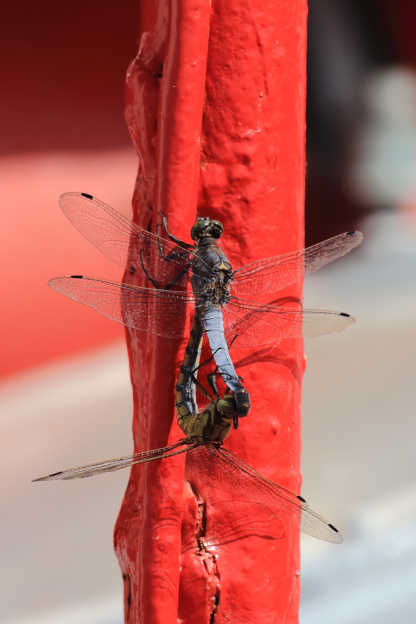 Dragonflies mating - Camargue
