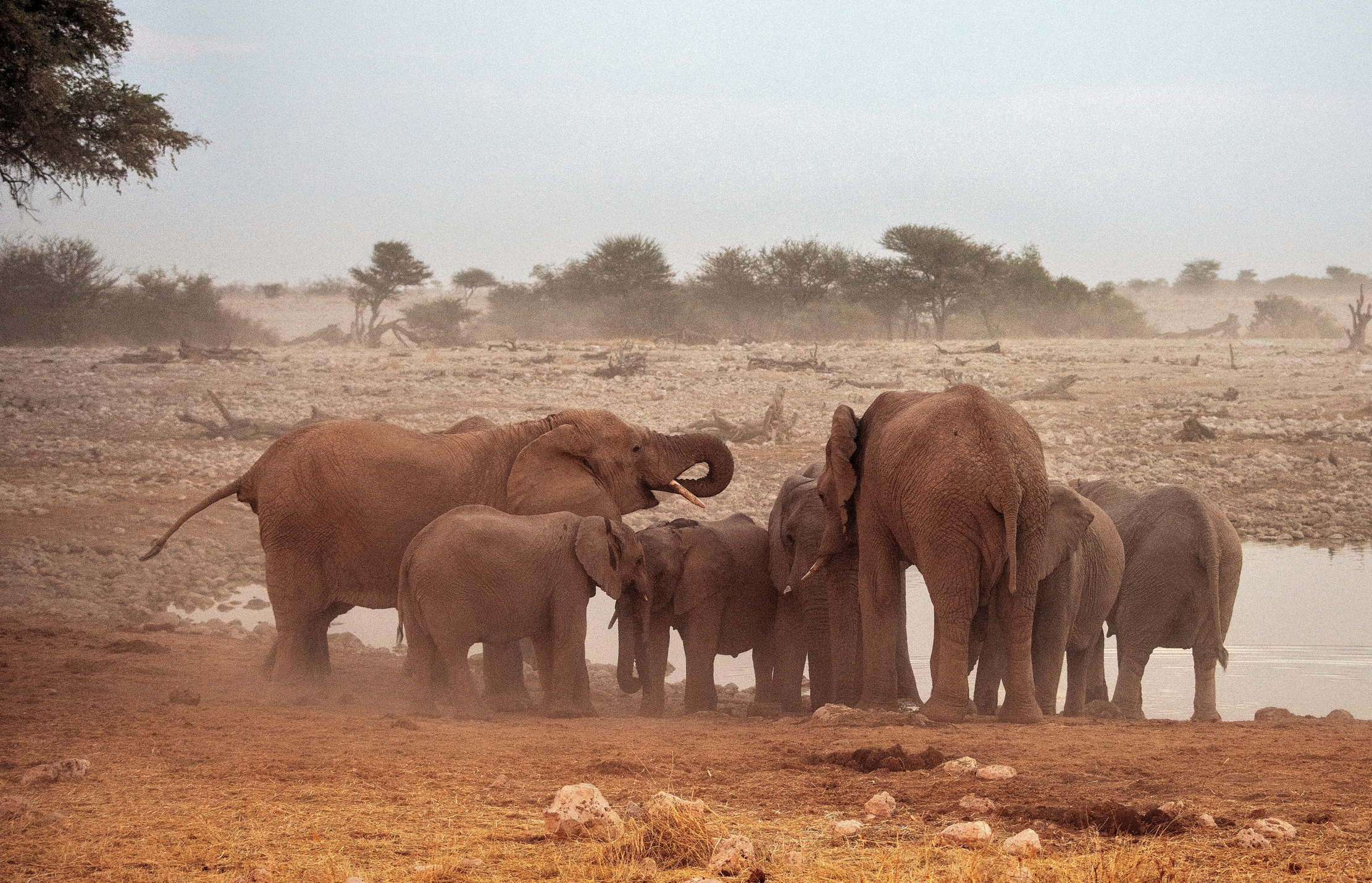 Etosha - Elefanti alla pozza di sera
