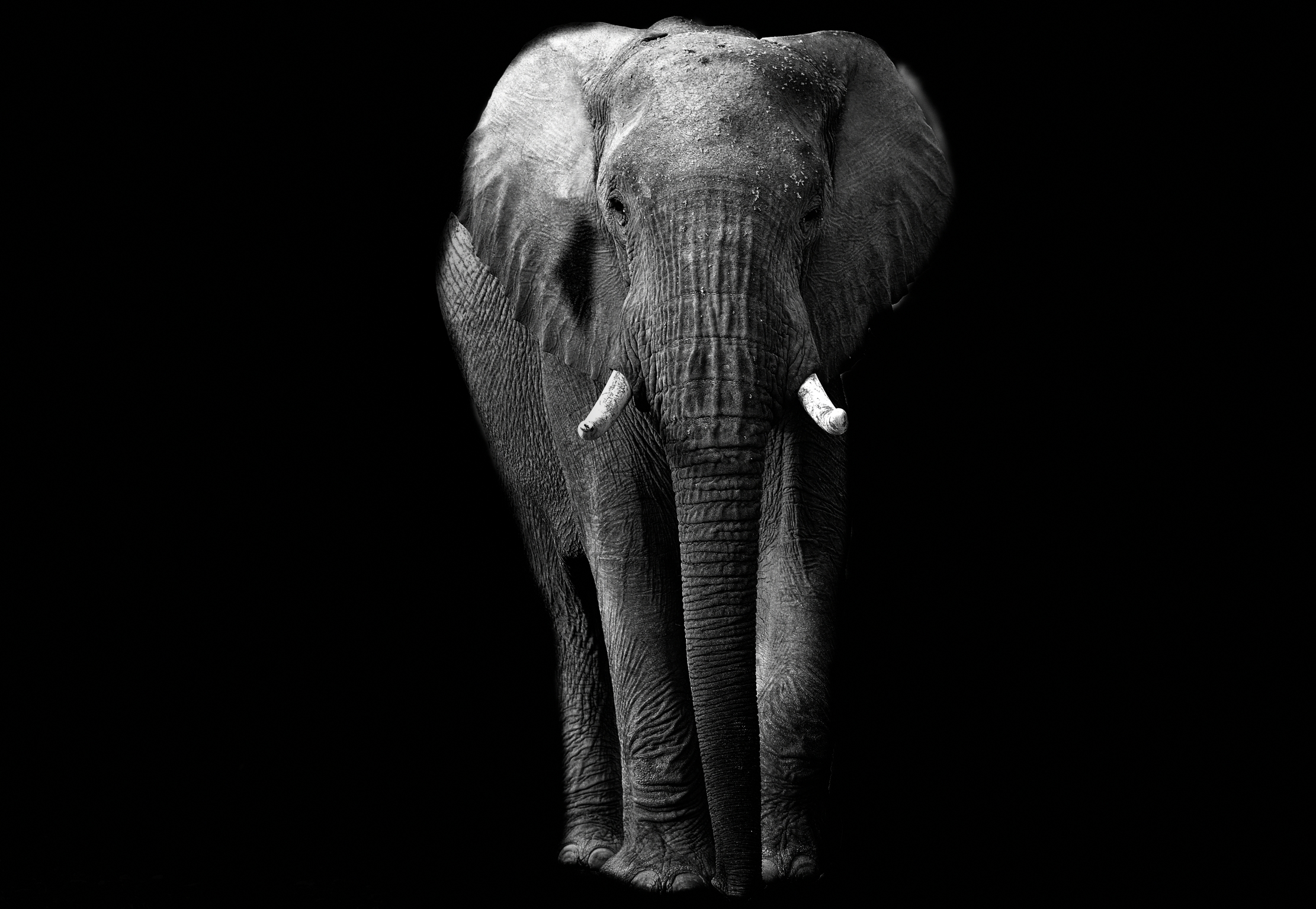 Kaokoland - Elefante BW