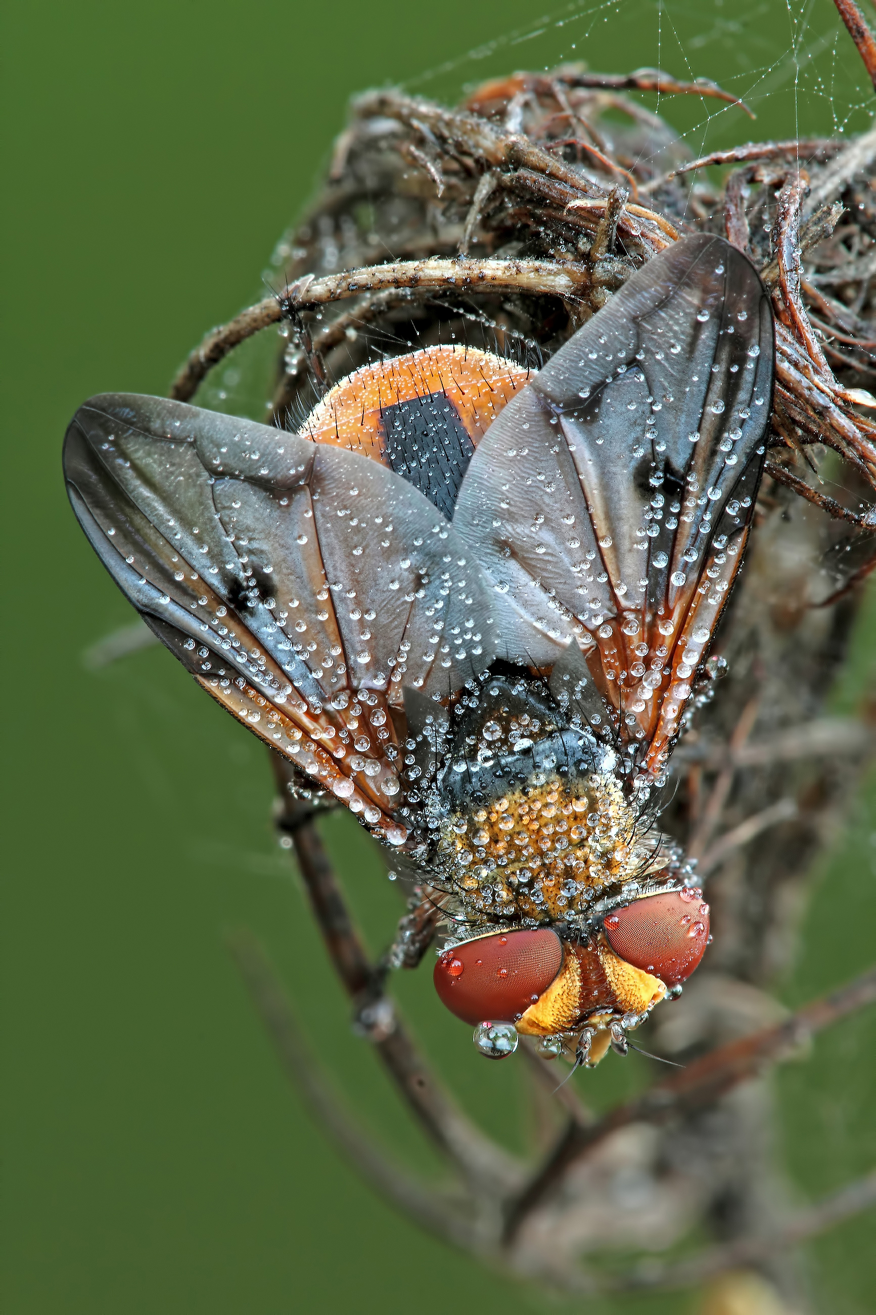 La Saga Continua...!