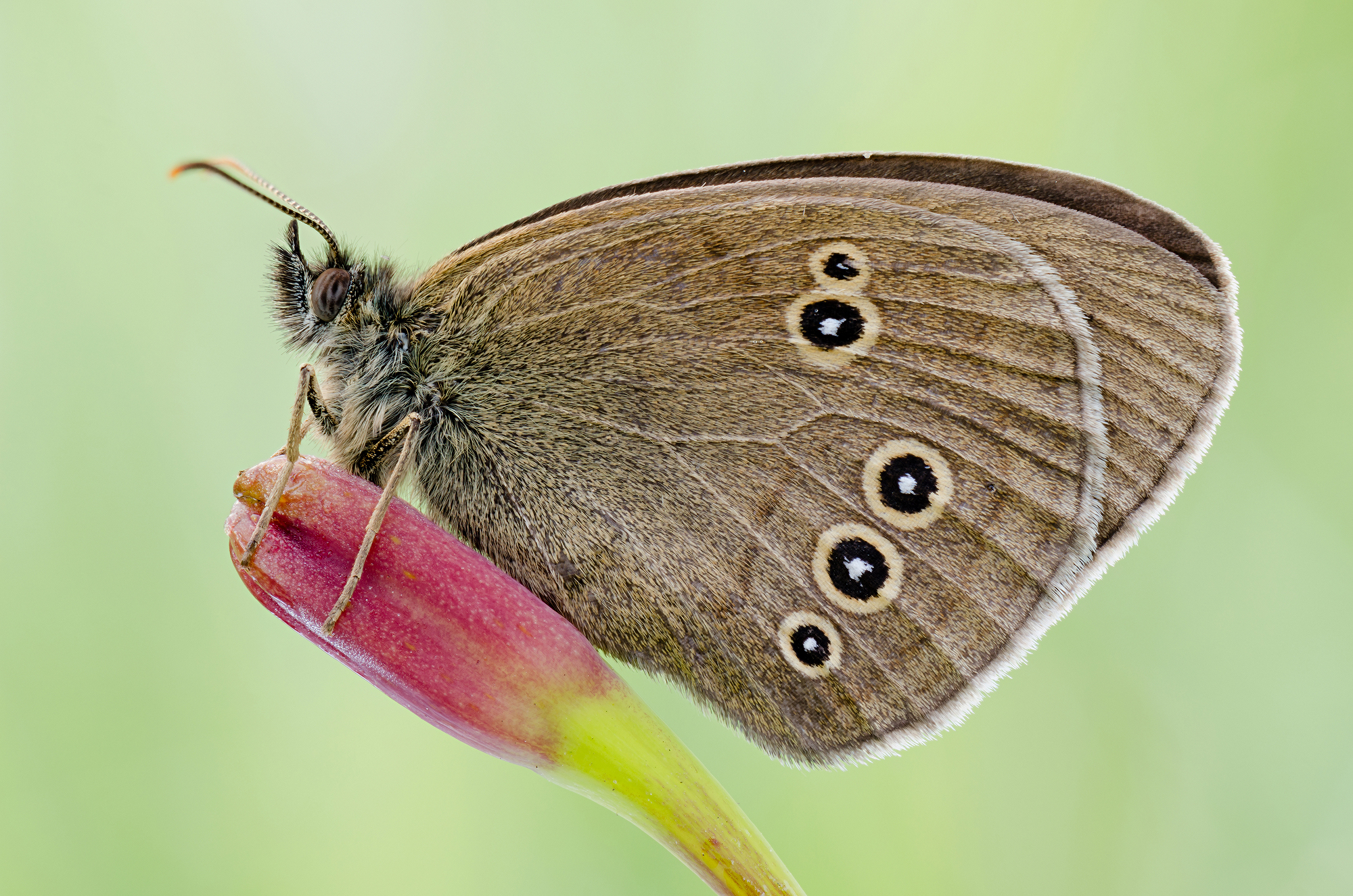 Aphantopus hyperantus