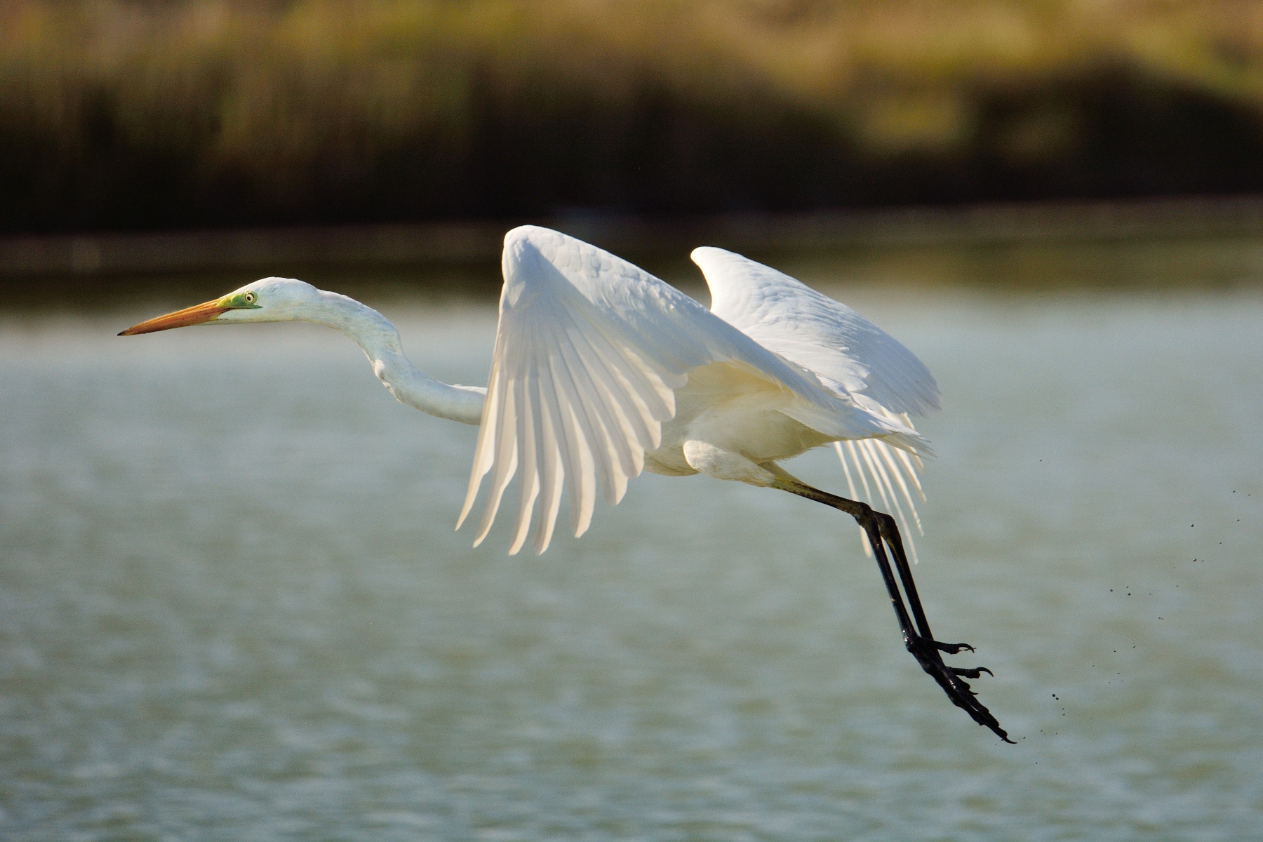 Great Egret