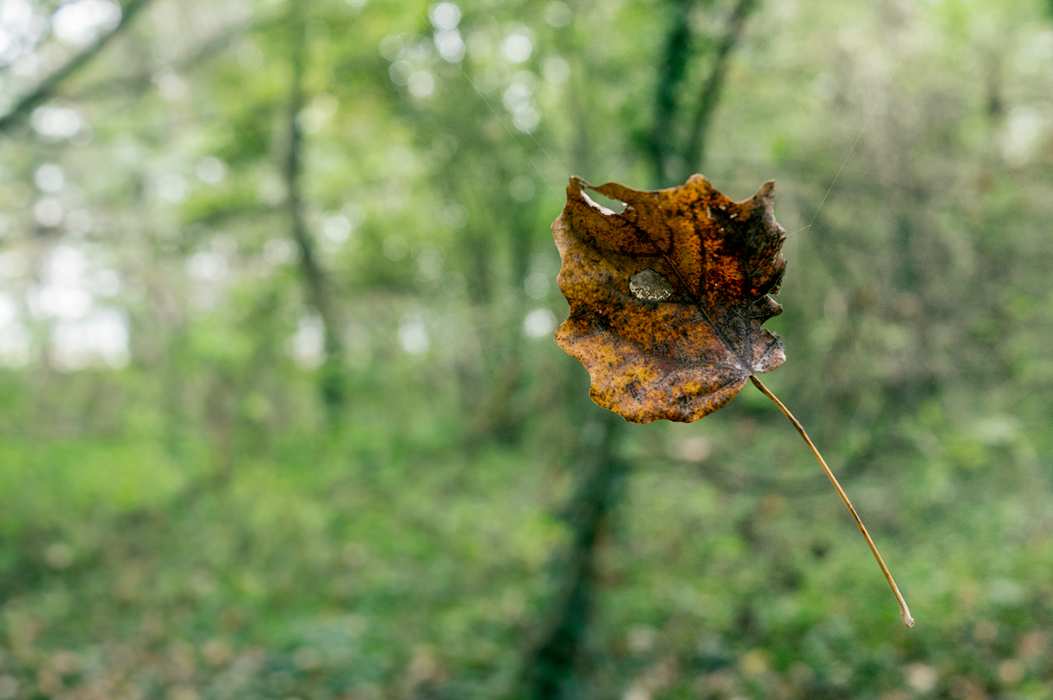 suspended in a vacuum