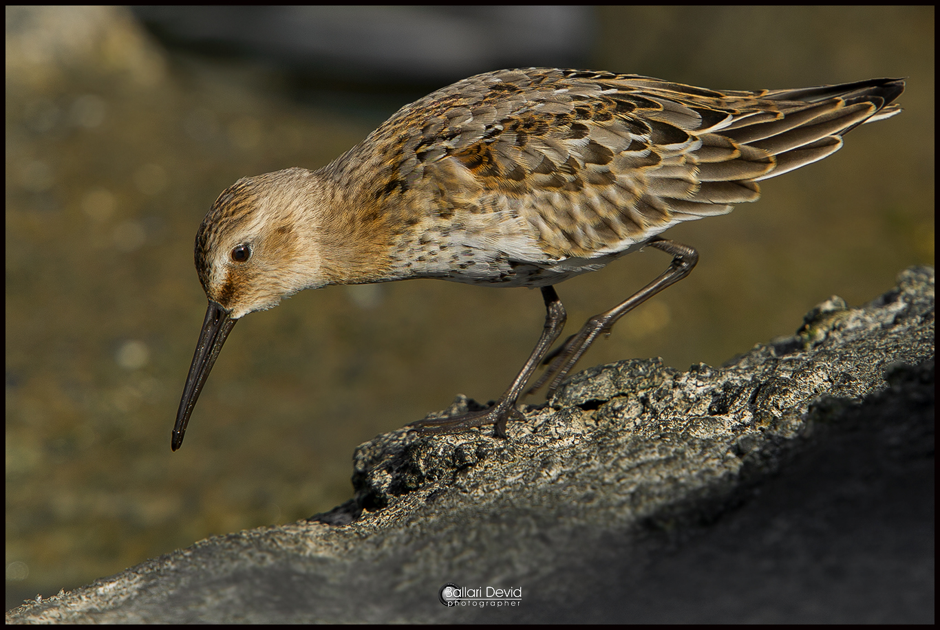 piovanello pancianera