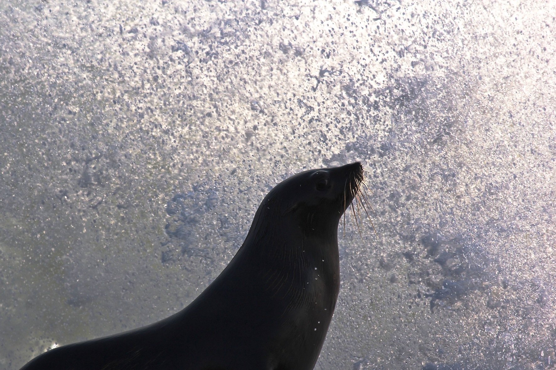 Cape Cross seals