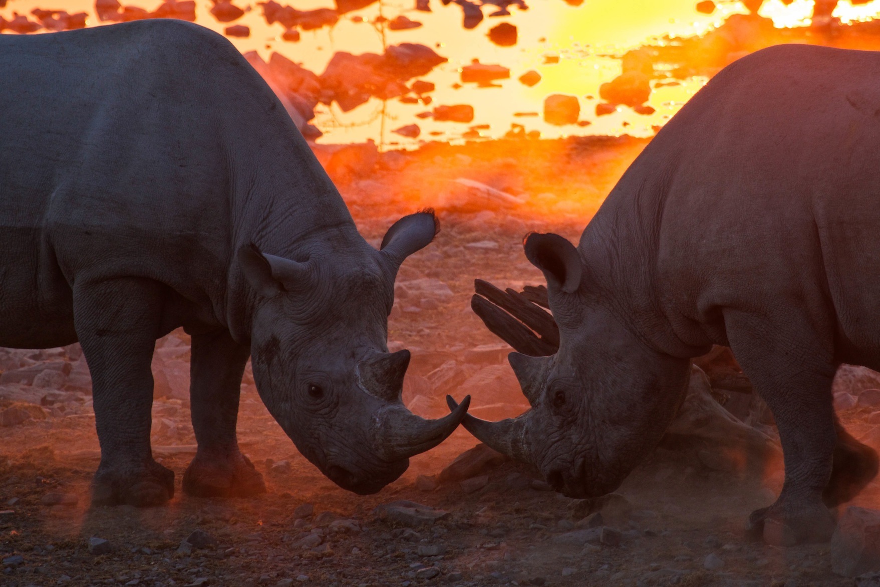 Rhinos at waterhole