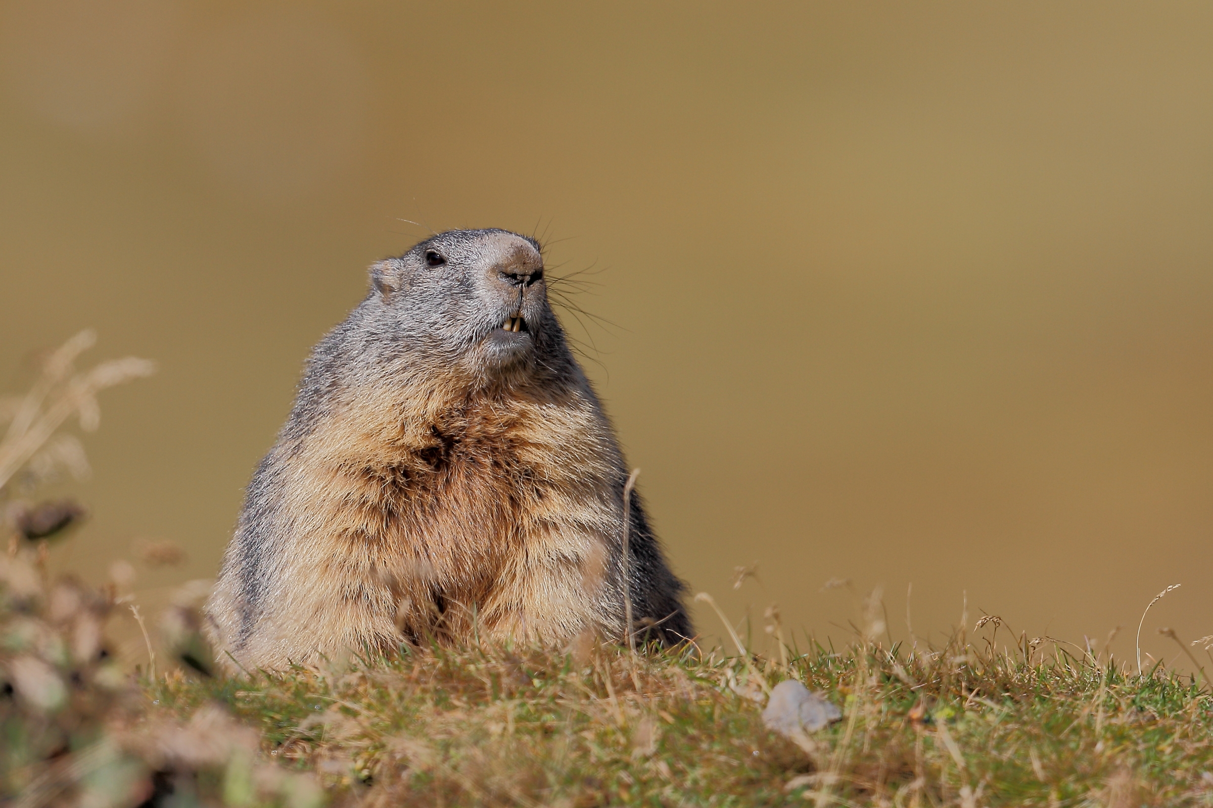 Marmot in the sun