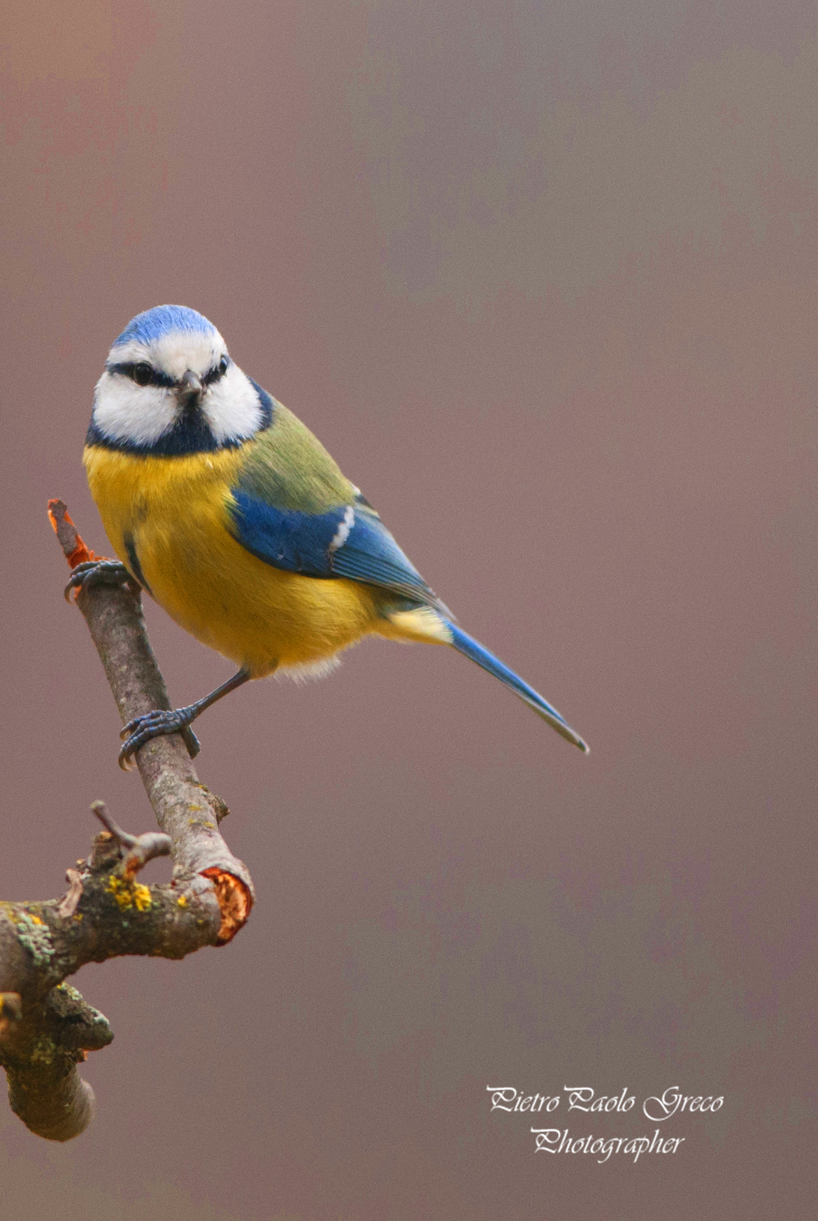 Blue Tit