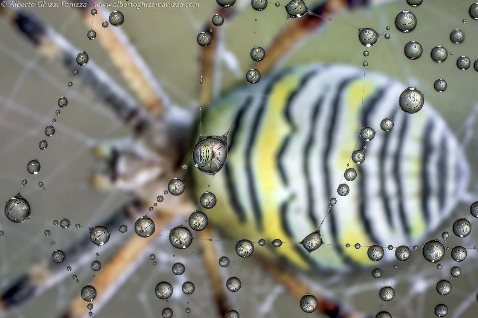 The mirror of the spider