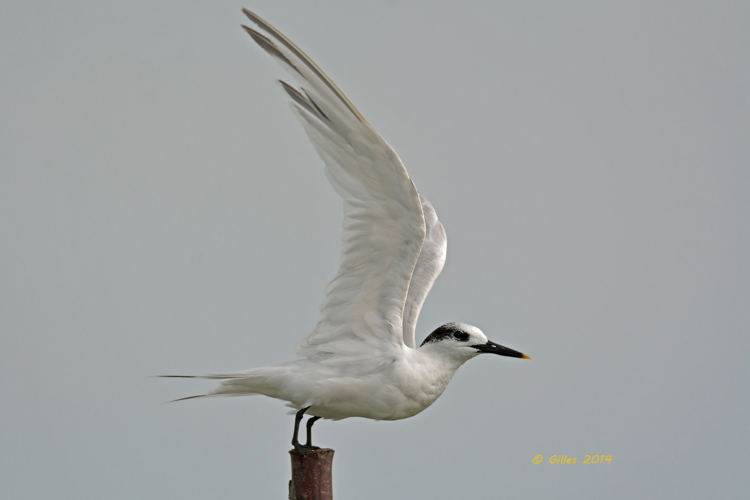 Sandwich Tern ..... starting in !!!