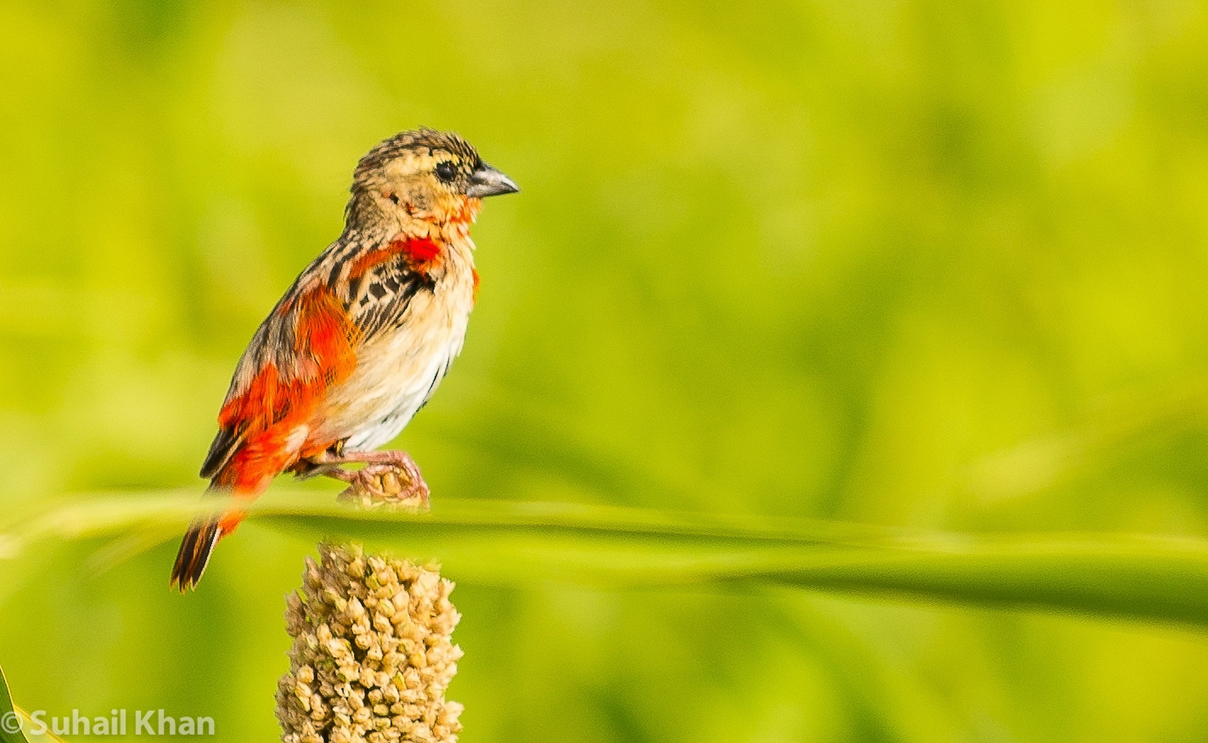Seme mangiare fringuello, Nord Sudan.