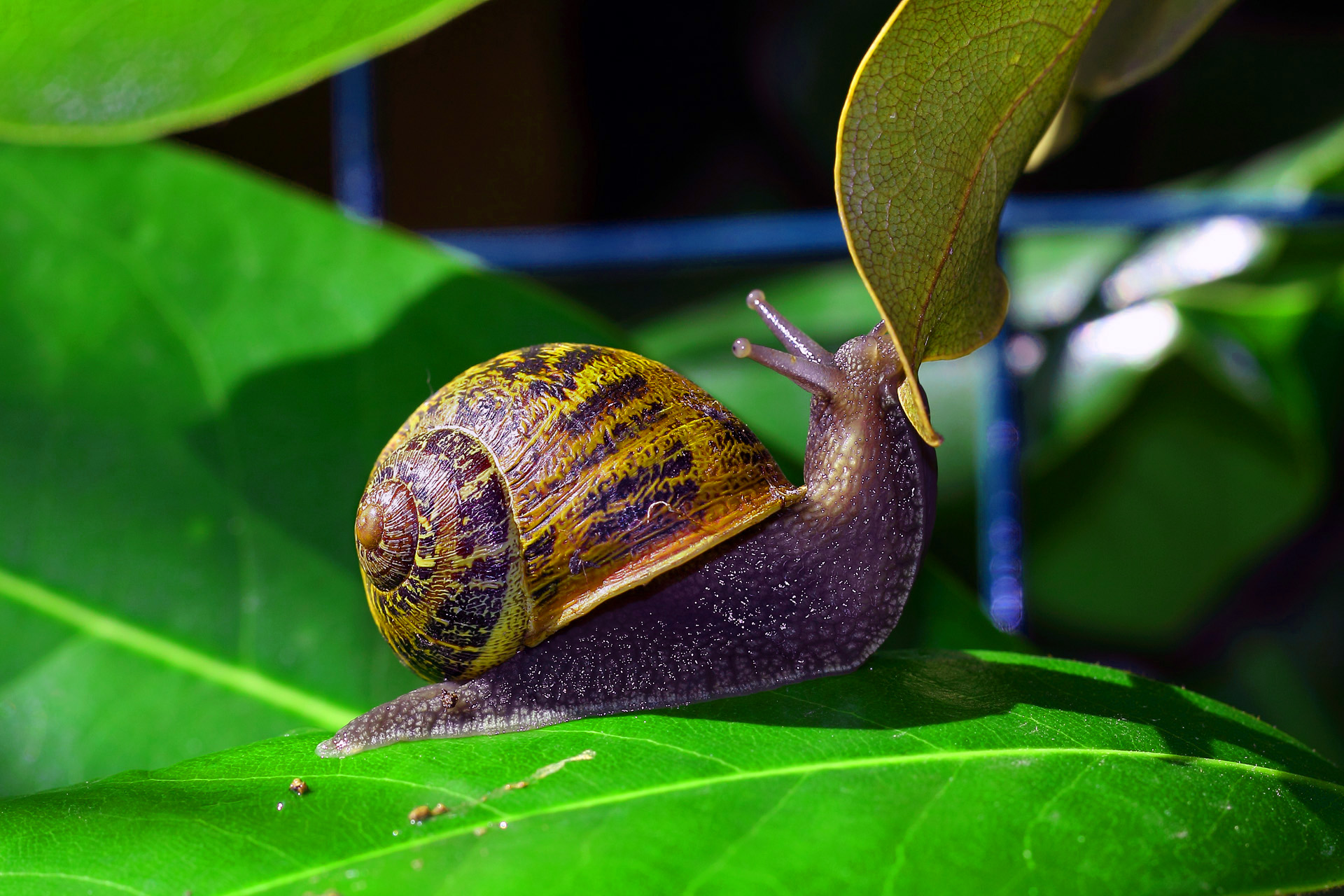 La grande arampicata