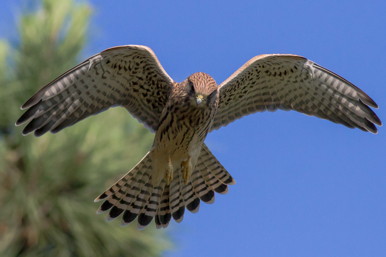 Kestrel distance about 7 meters