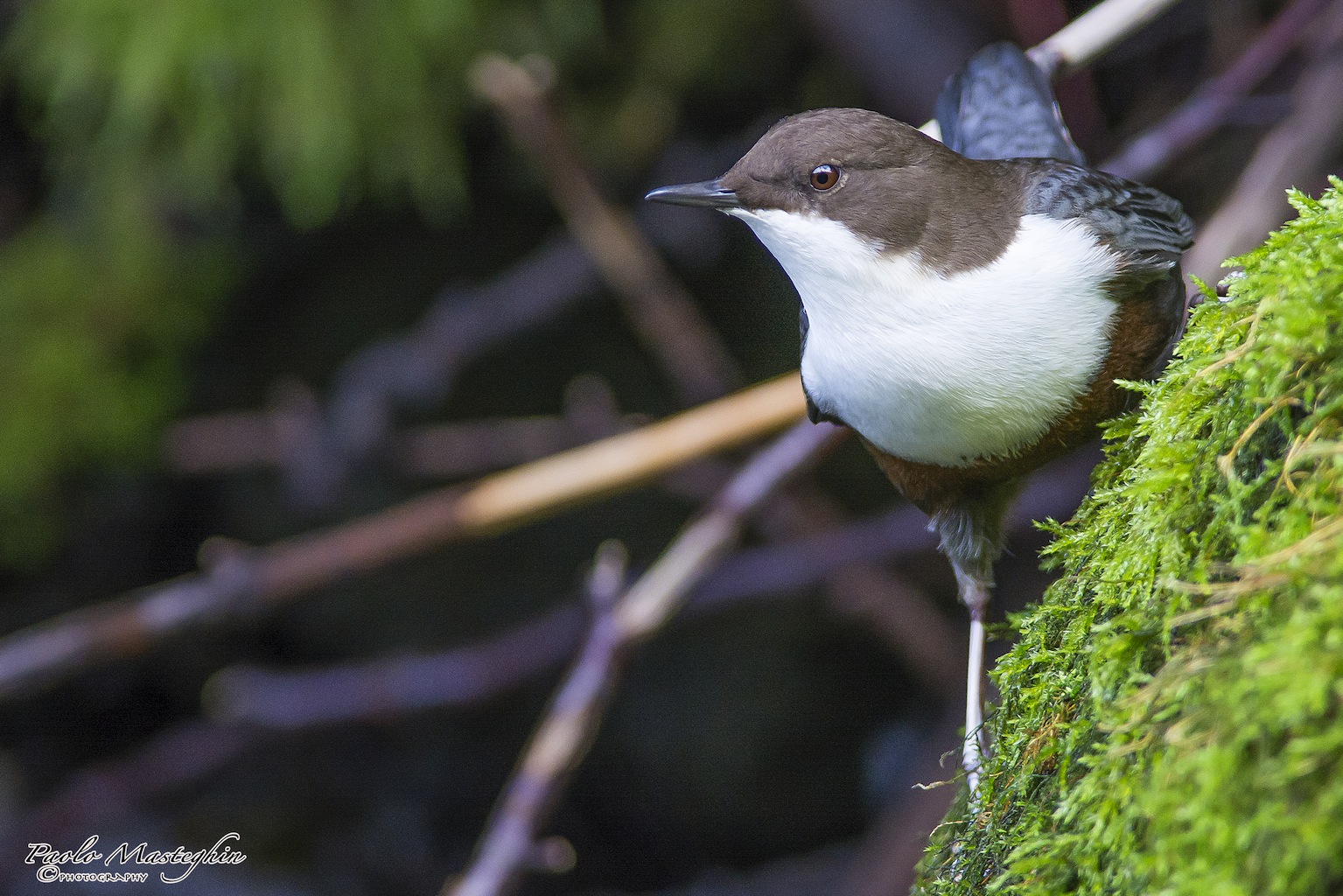 Acquaiolo in verticale.