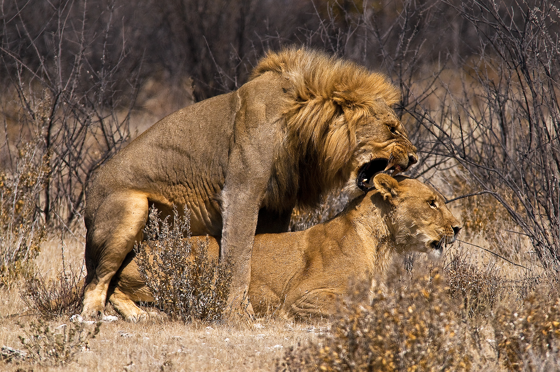 Leoni .. il momento culminante!