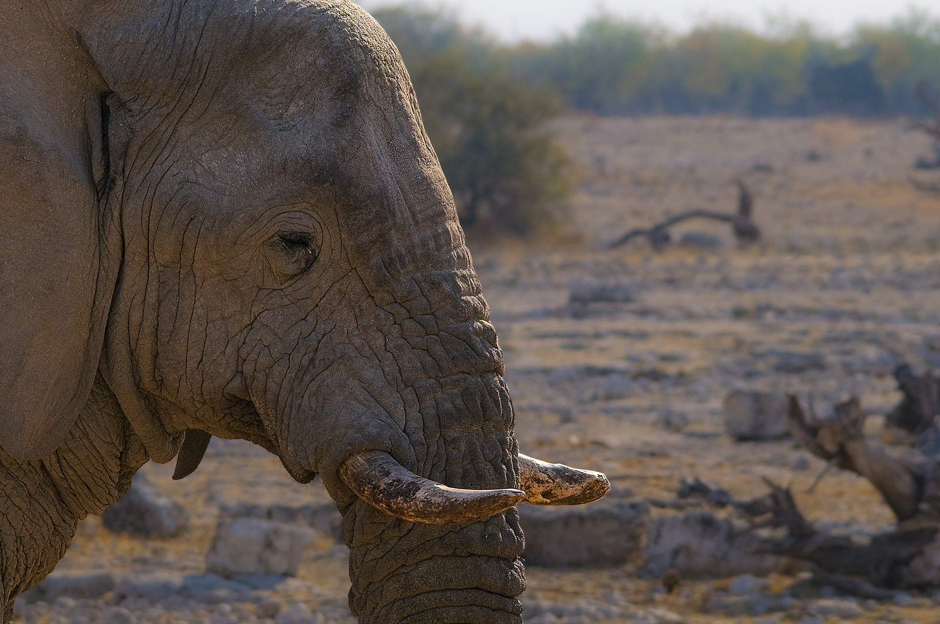 Duro ... ma morbido!