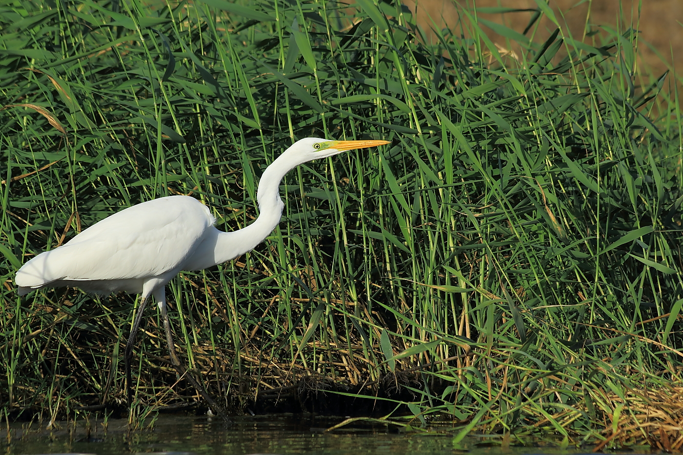 Airone Bianco Maggiore