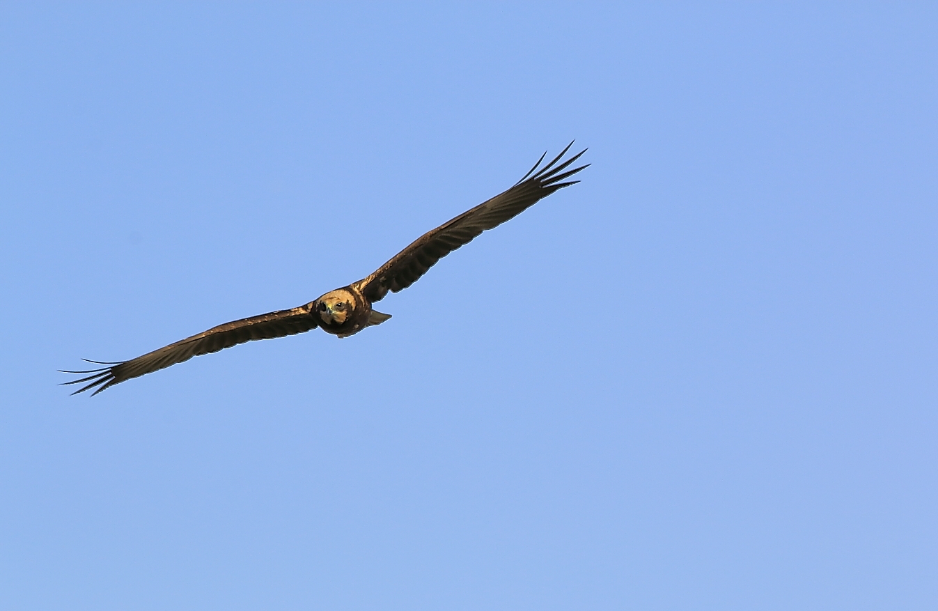 Marsh Harrier?