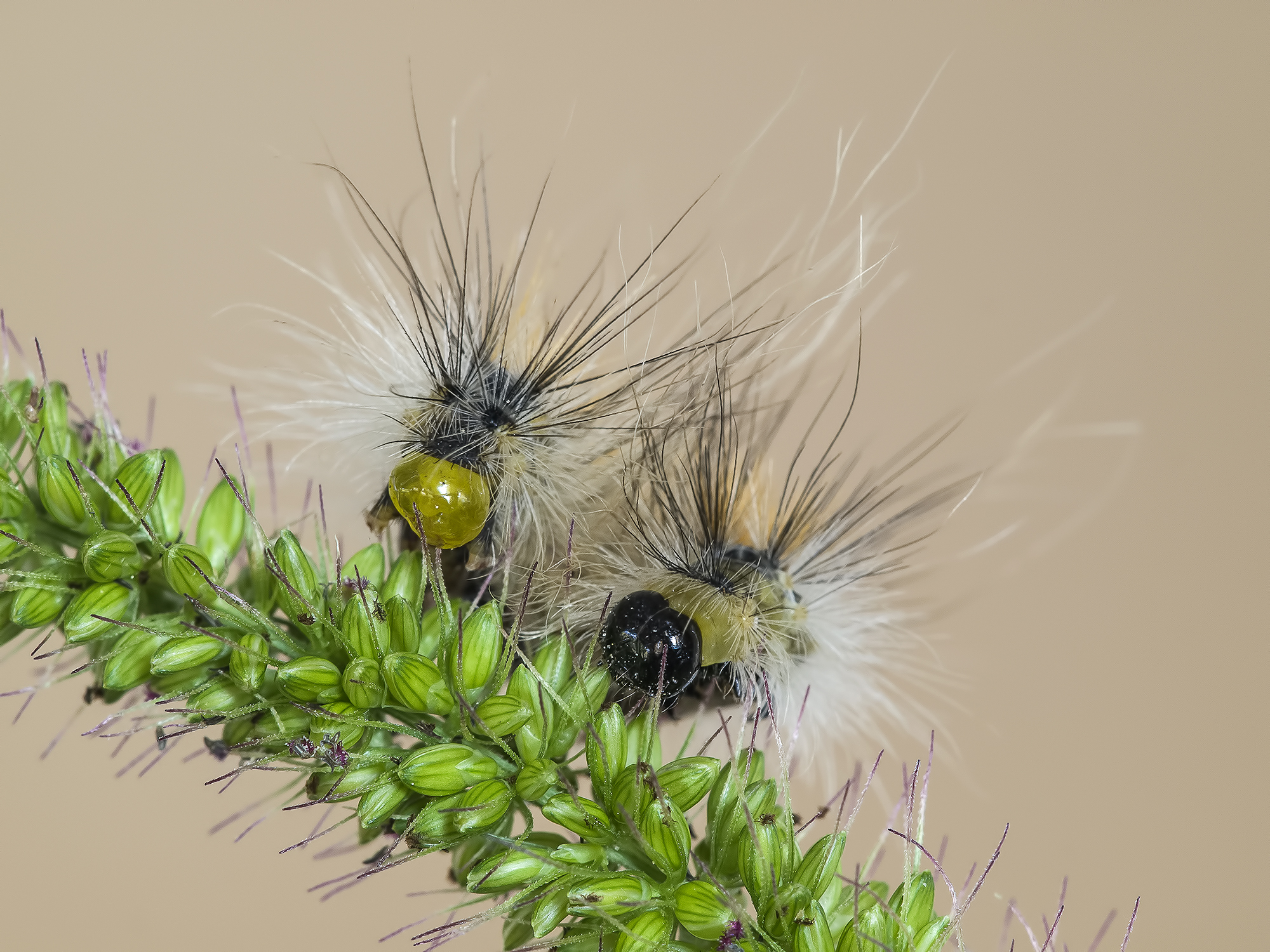 Head and tail ... .....