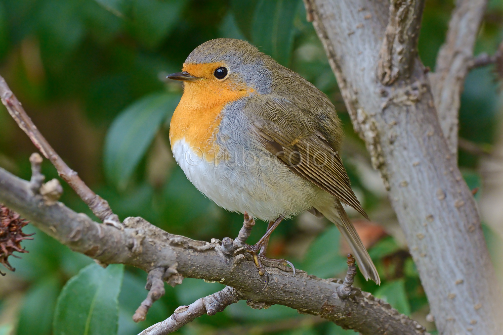 robin