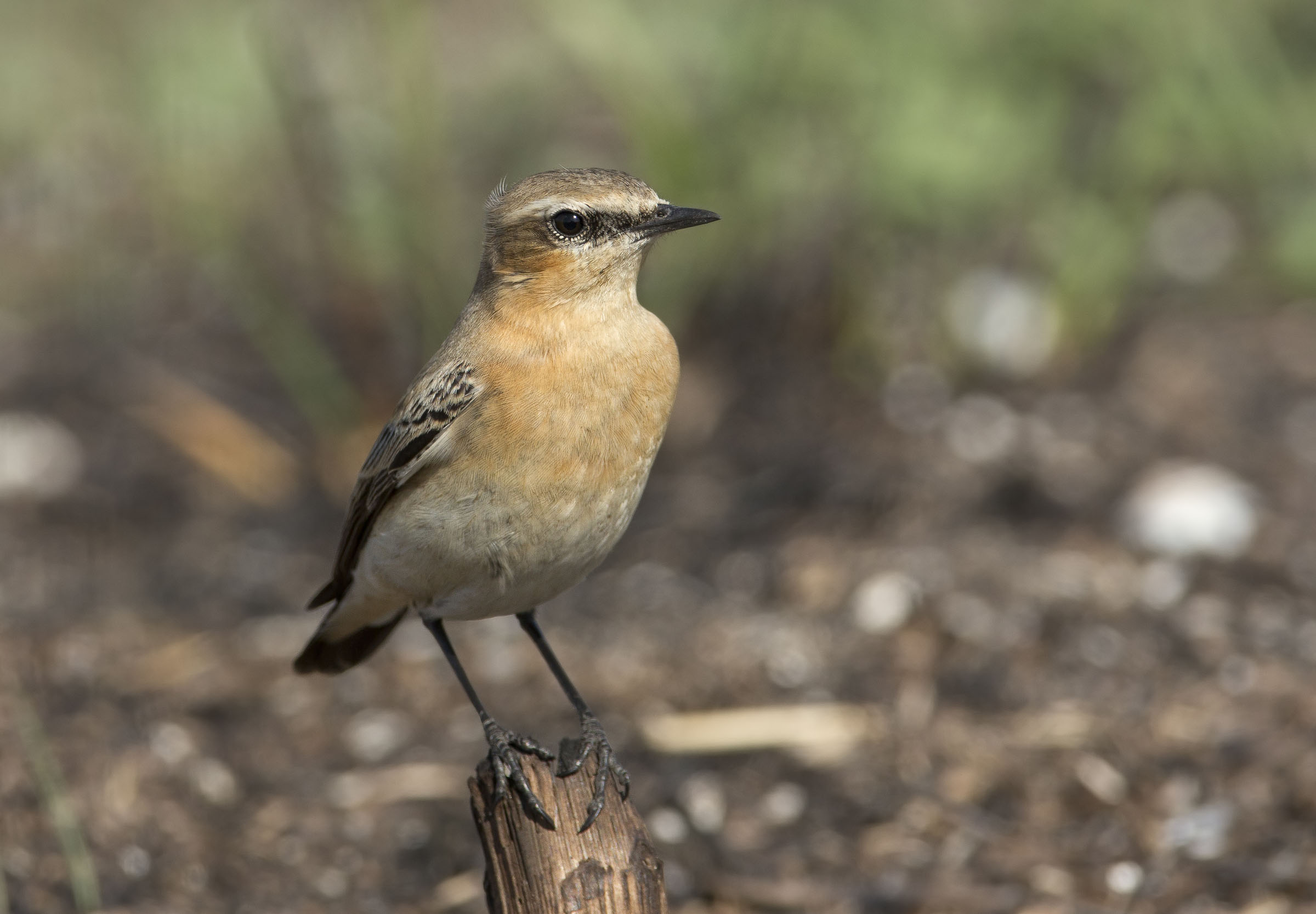 culbianco (oenanthe oenanthe)