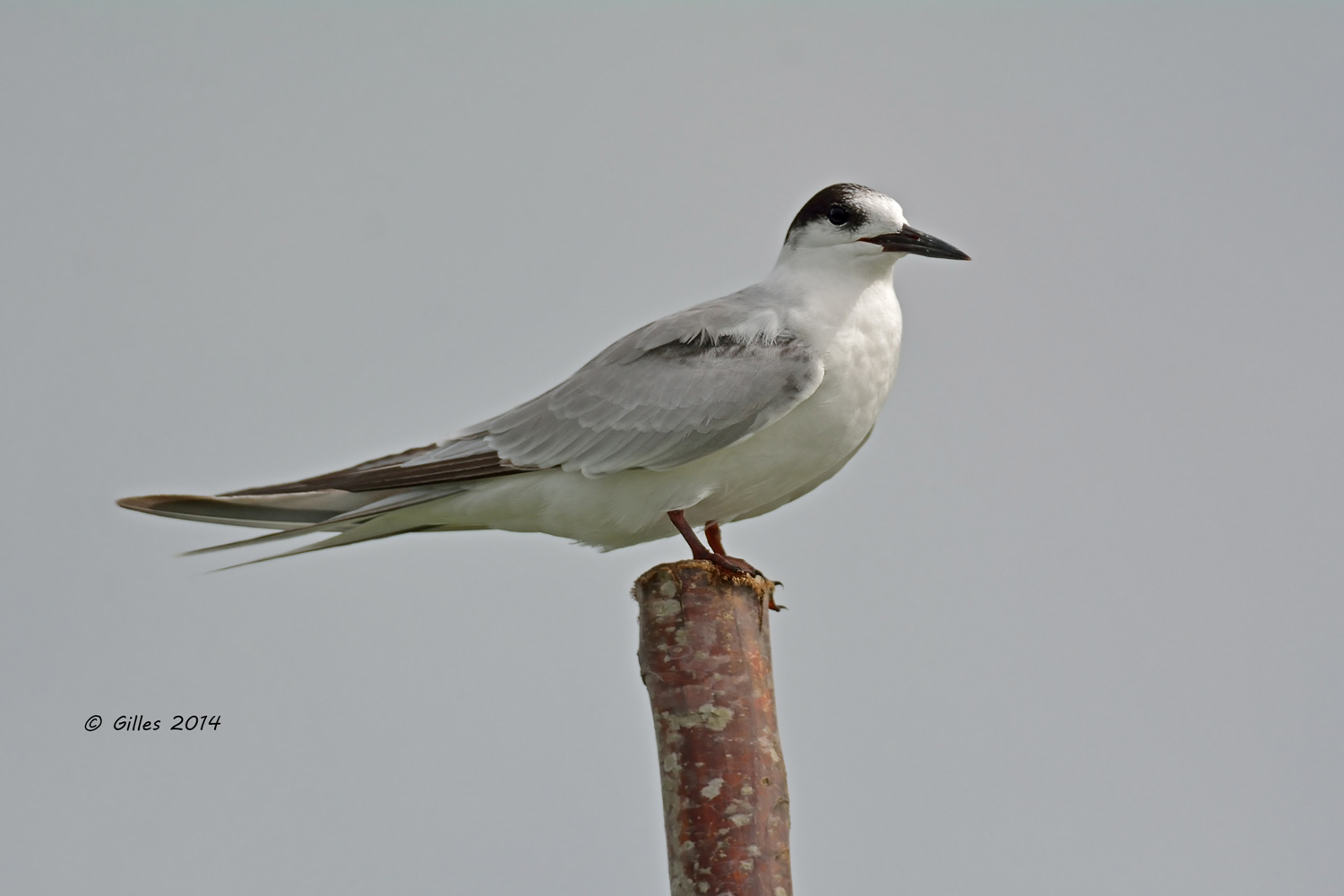 Common Tern (Sterna hirundo)