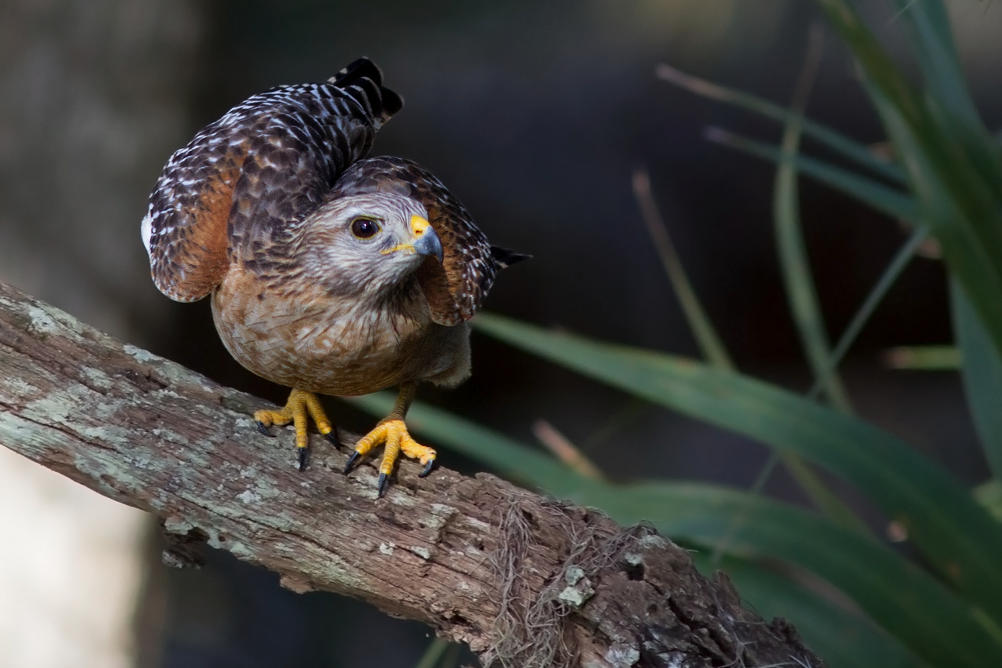 Red-shouldered hawk