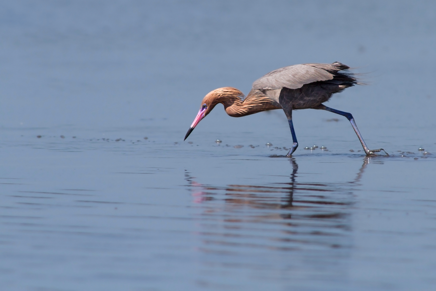 Reddish Egret