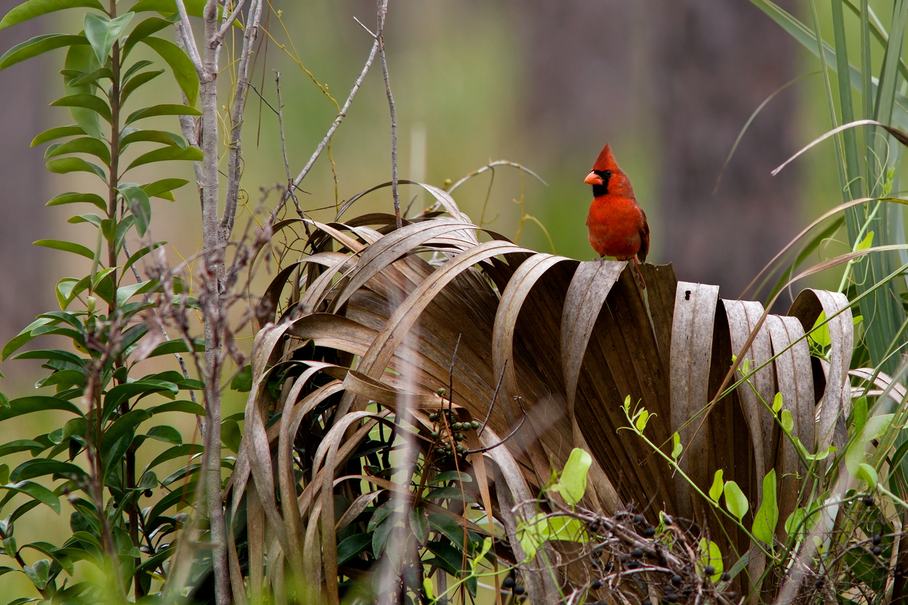 Northern Cardinal