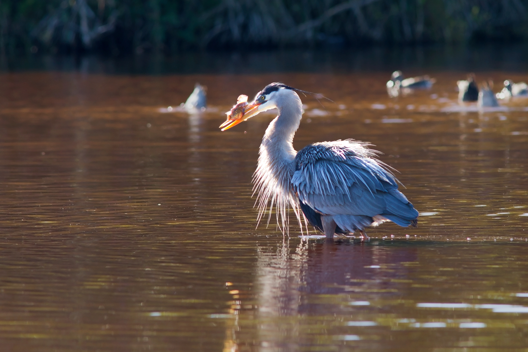 Blue heron