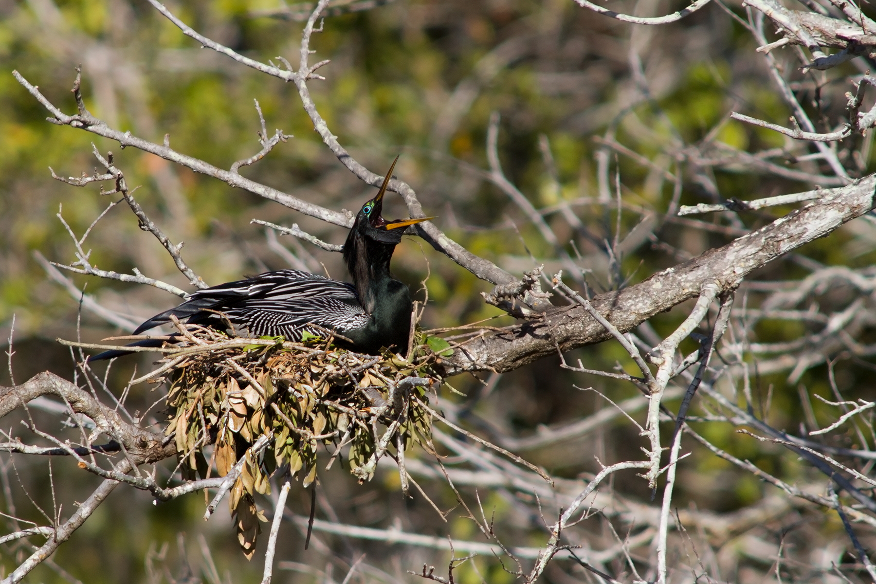 Anhinga's nest
