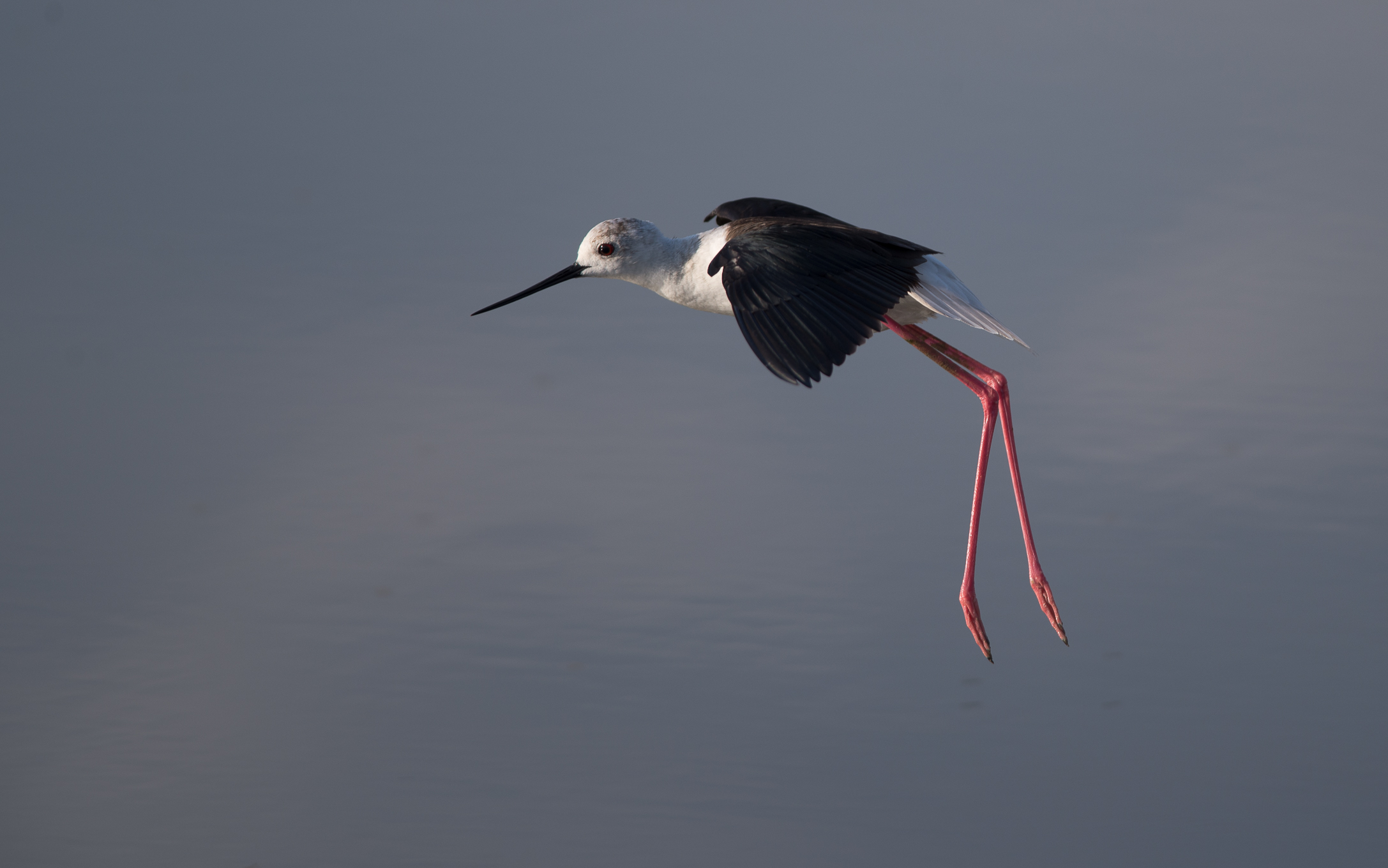 Black-winged stilt