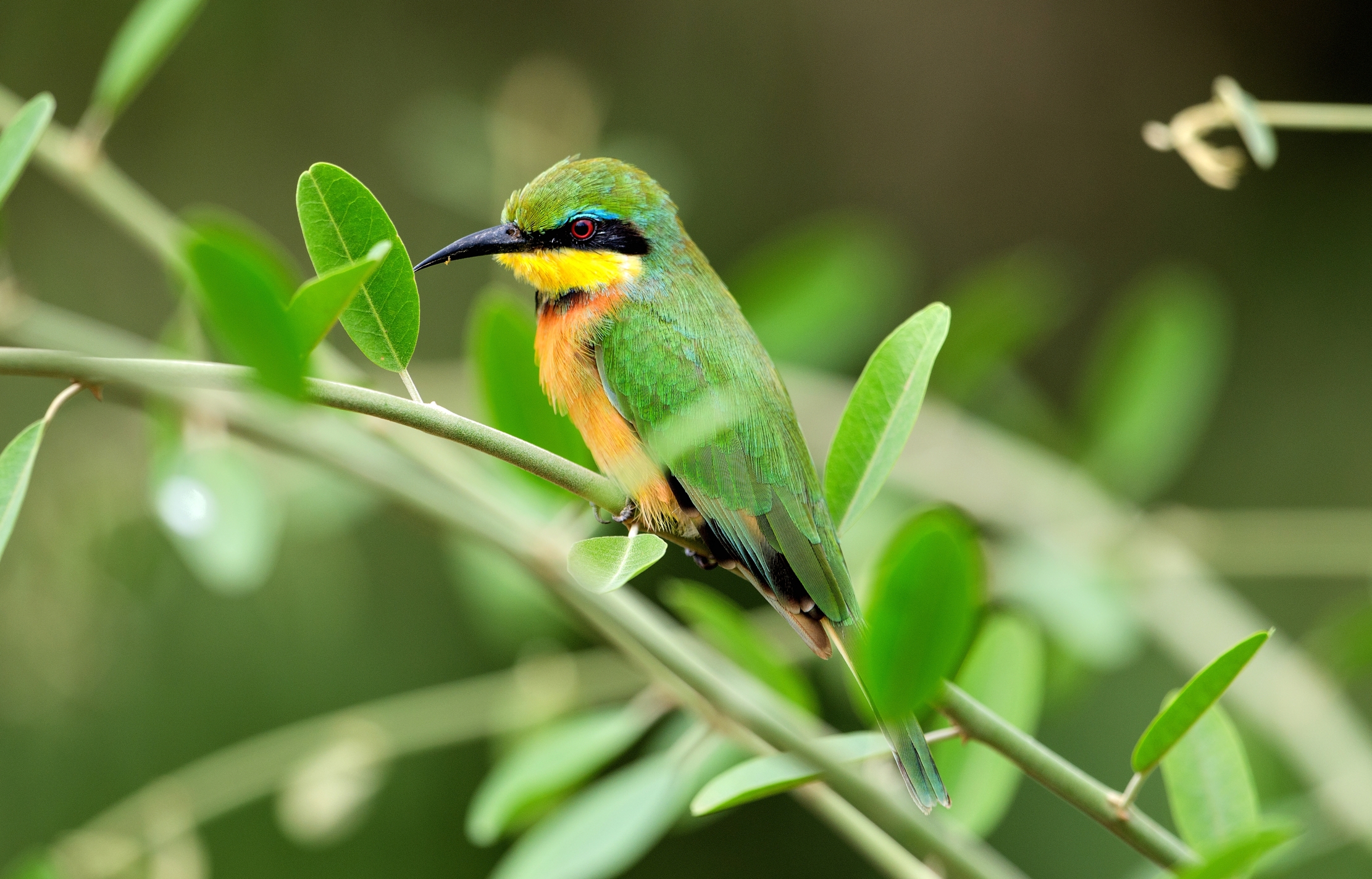 Lake Maniara - Gruccione