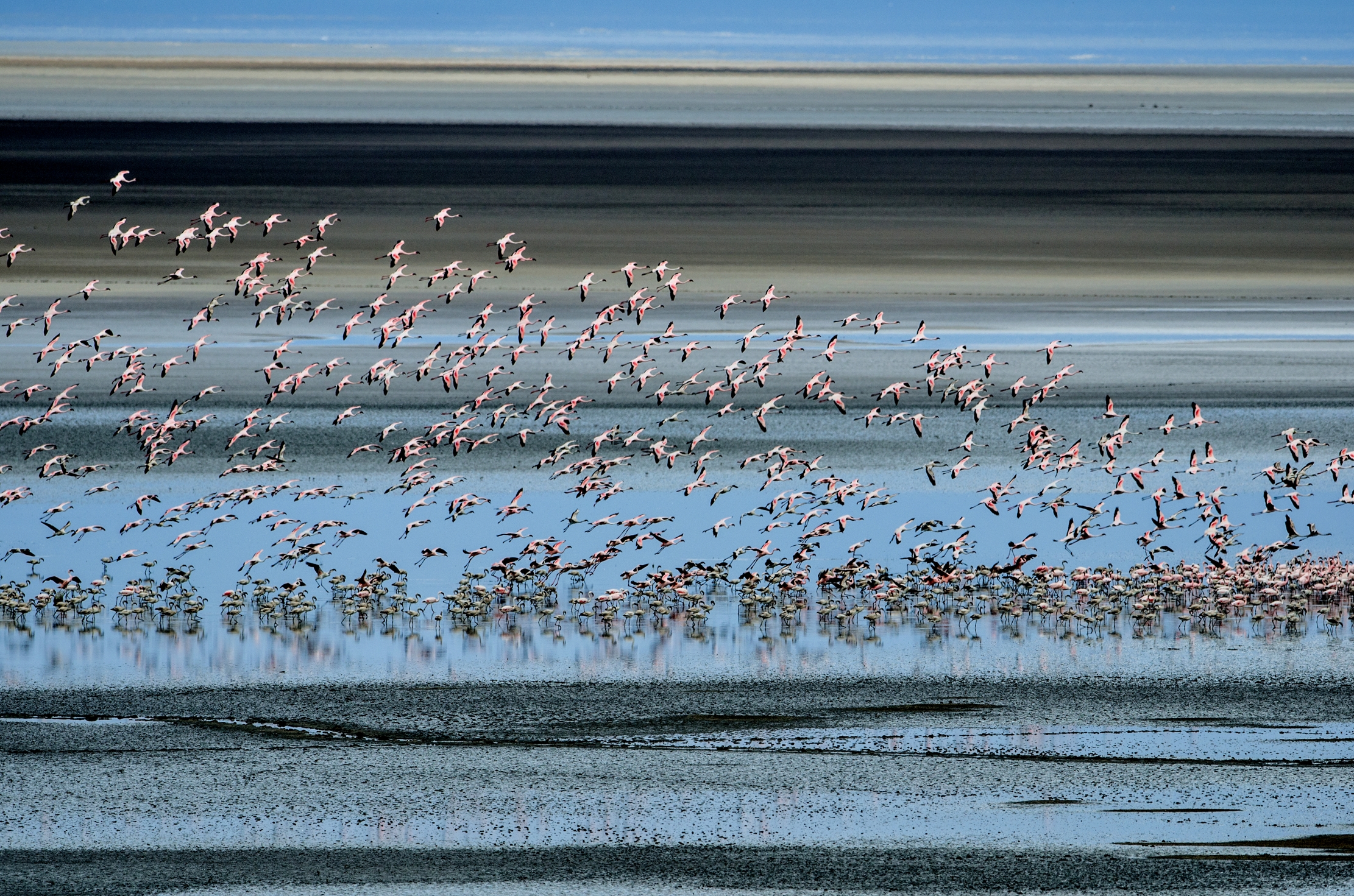 Lake Maniara - Fenicotteri