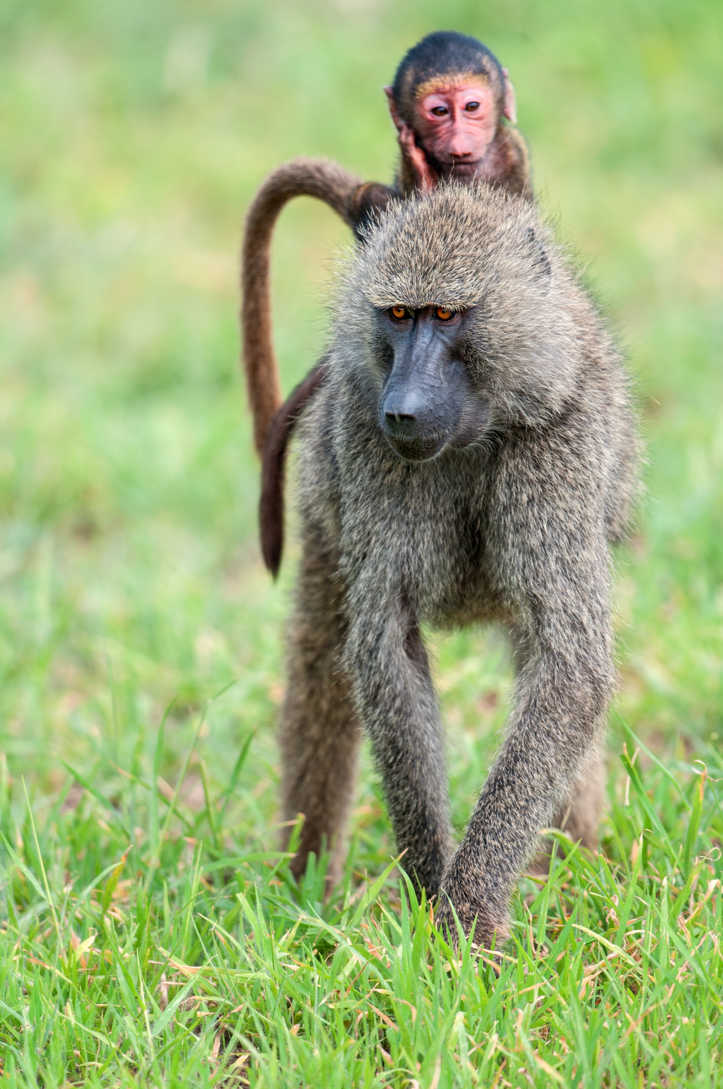 Lake Maniara - Babbuini