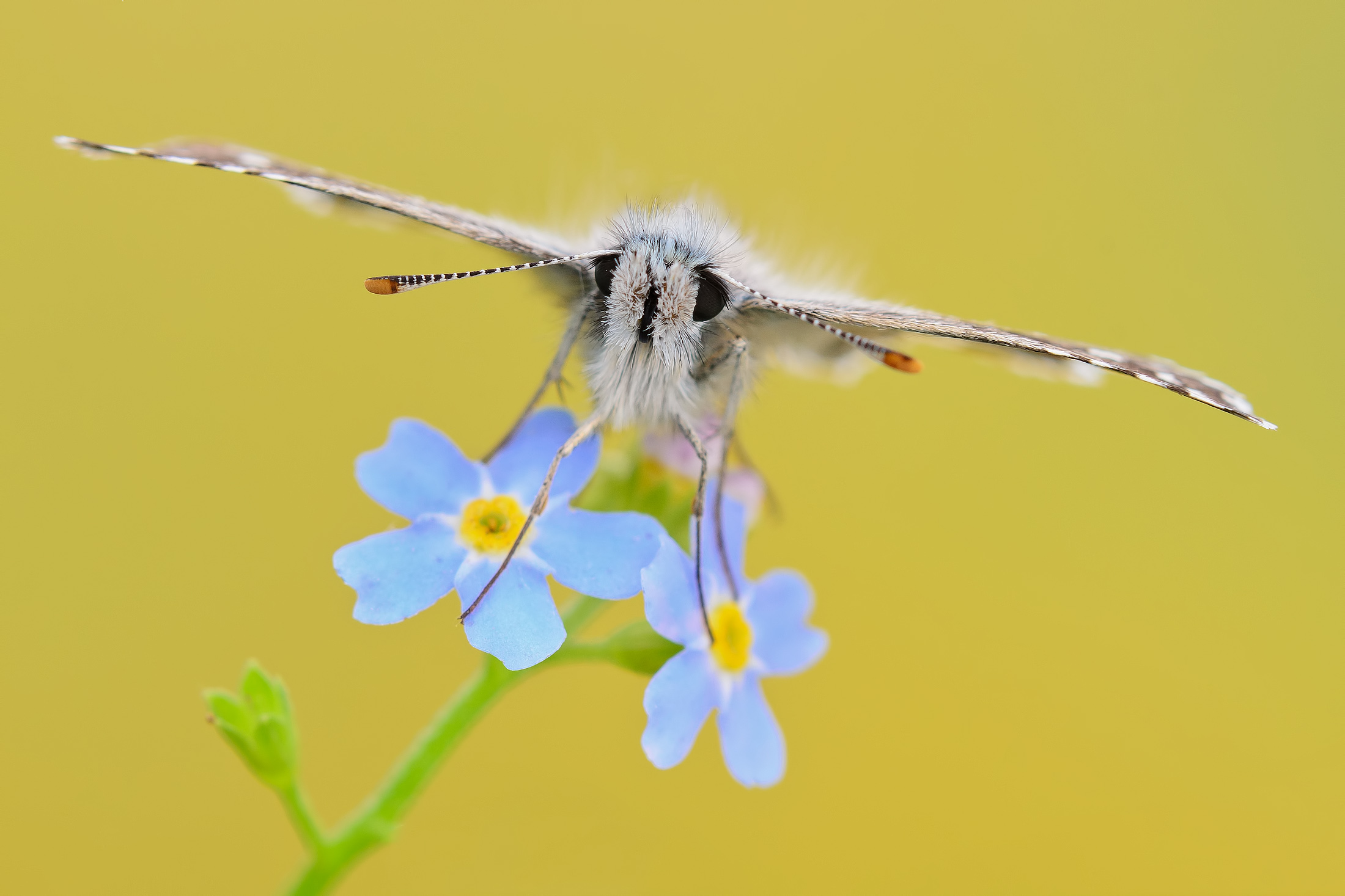 Pyrgus armoricanus (Oberthr 1910)