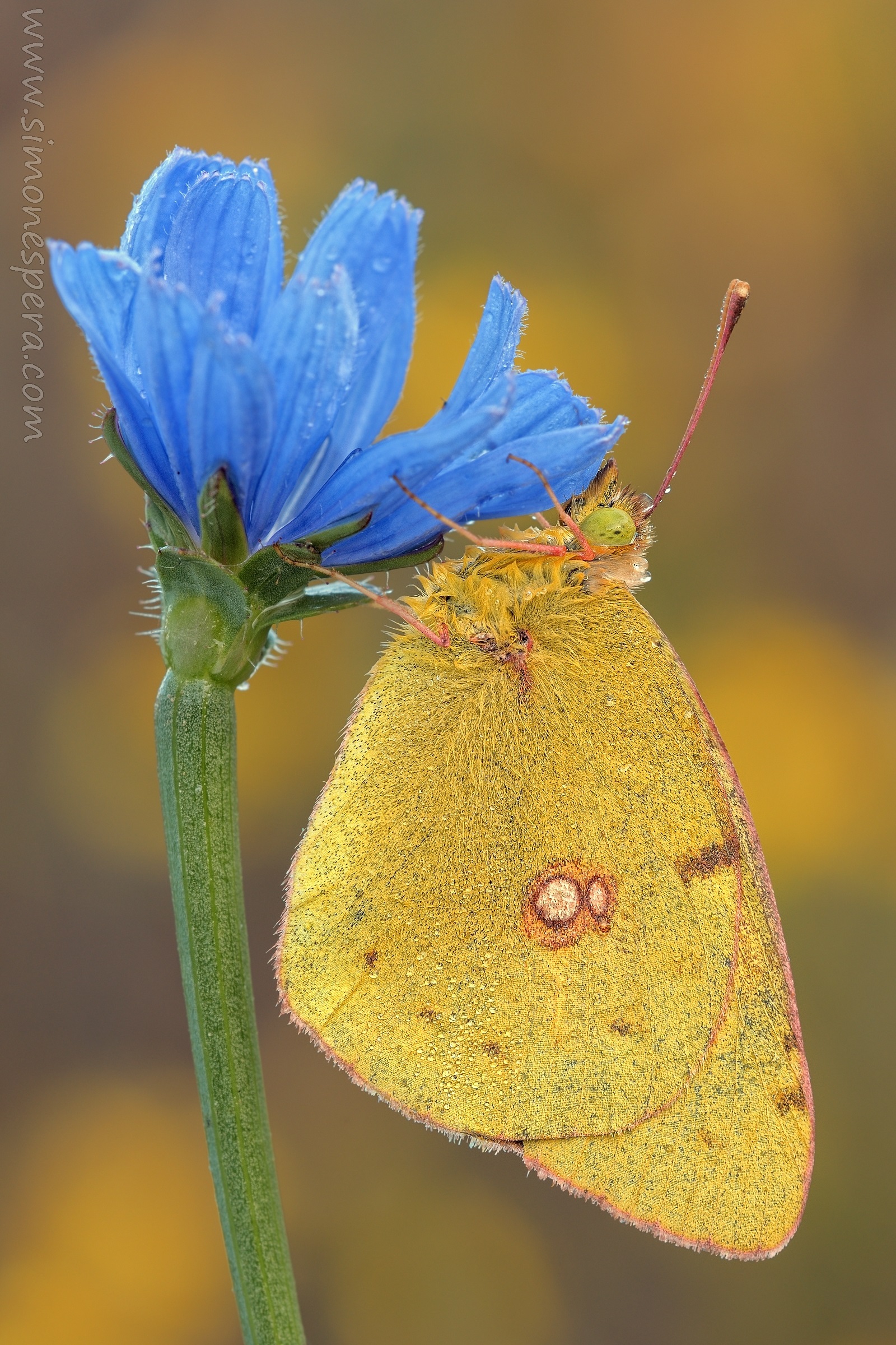 Colias crocea (Geoffroy 1785)
