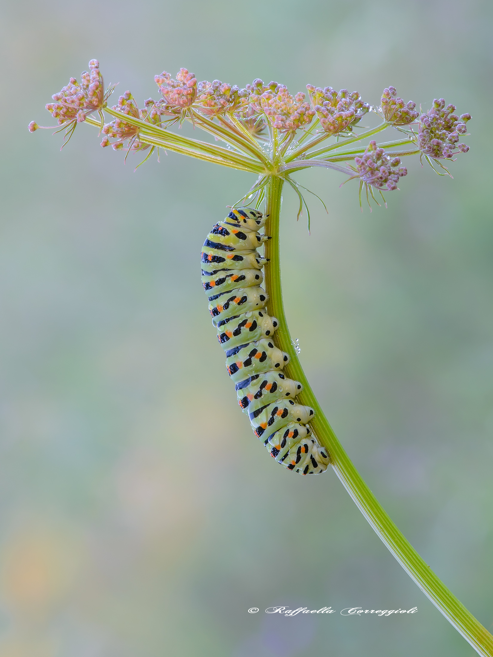 Papilio machaon